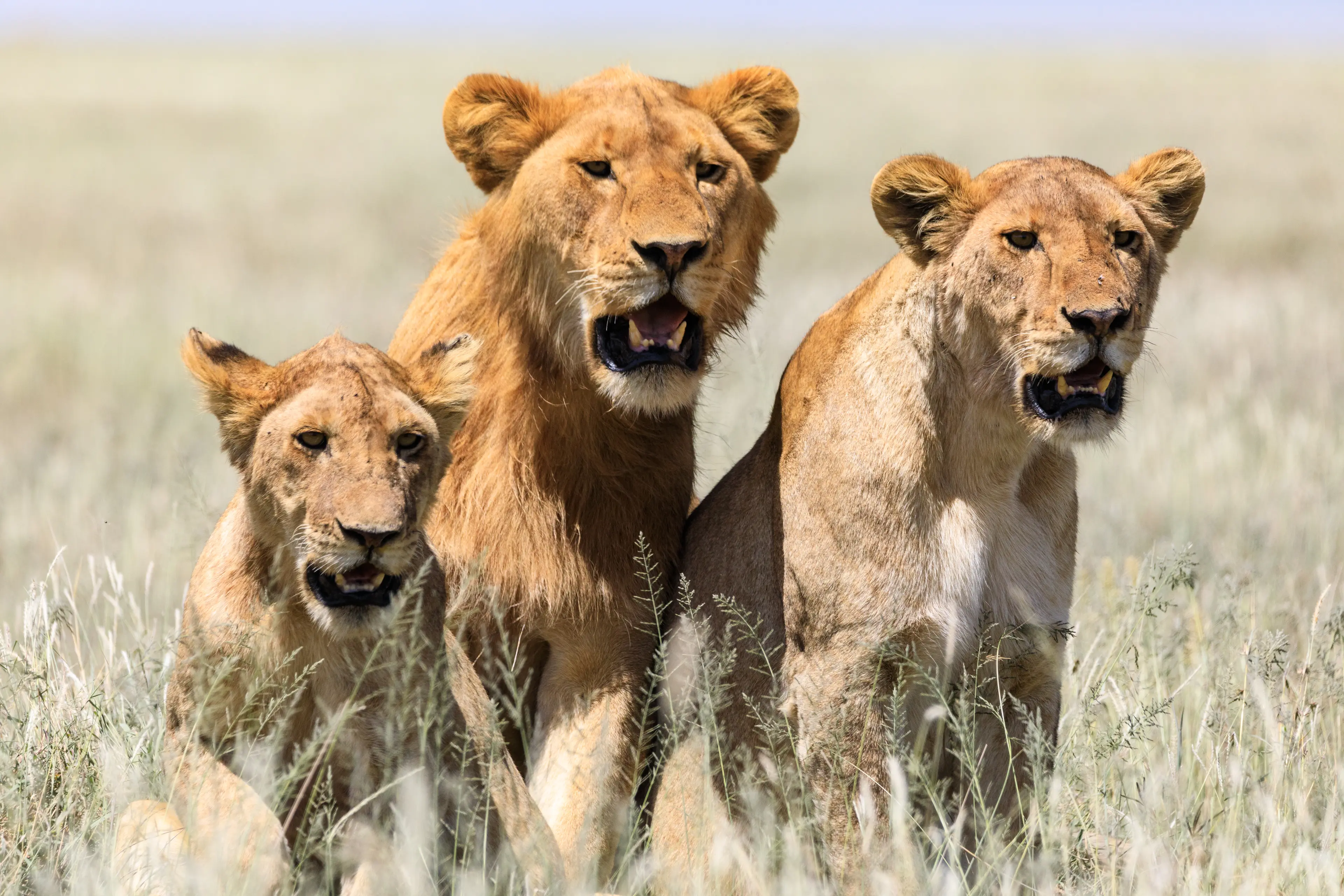 1-Day Solo Adventure: Local's Guide to Serengeti Park