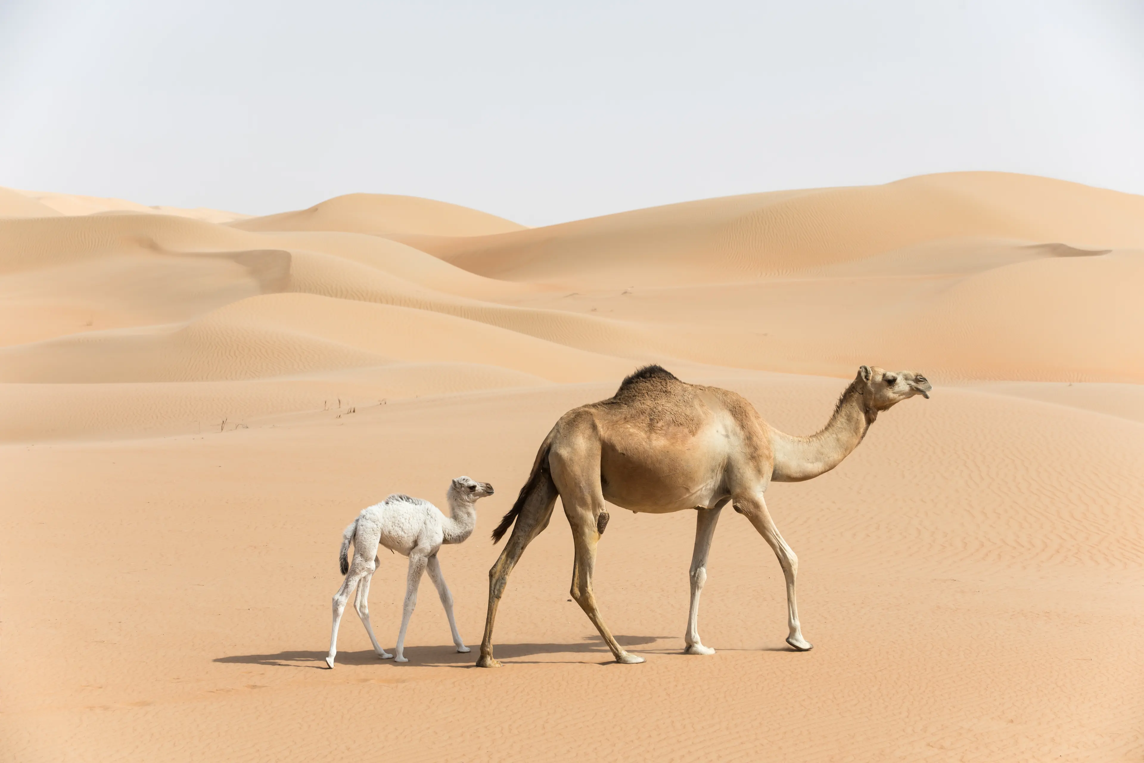 Camel mother walking with her baby in the desert
