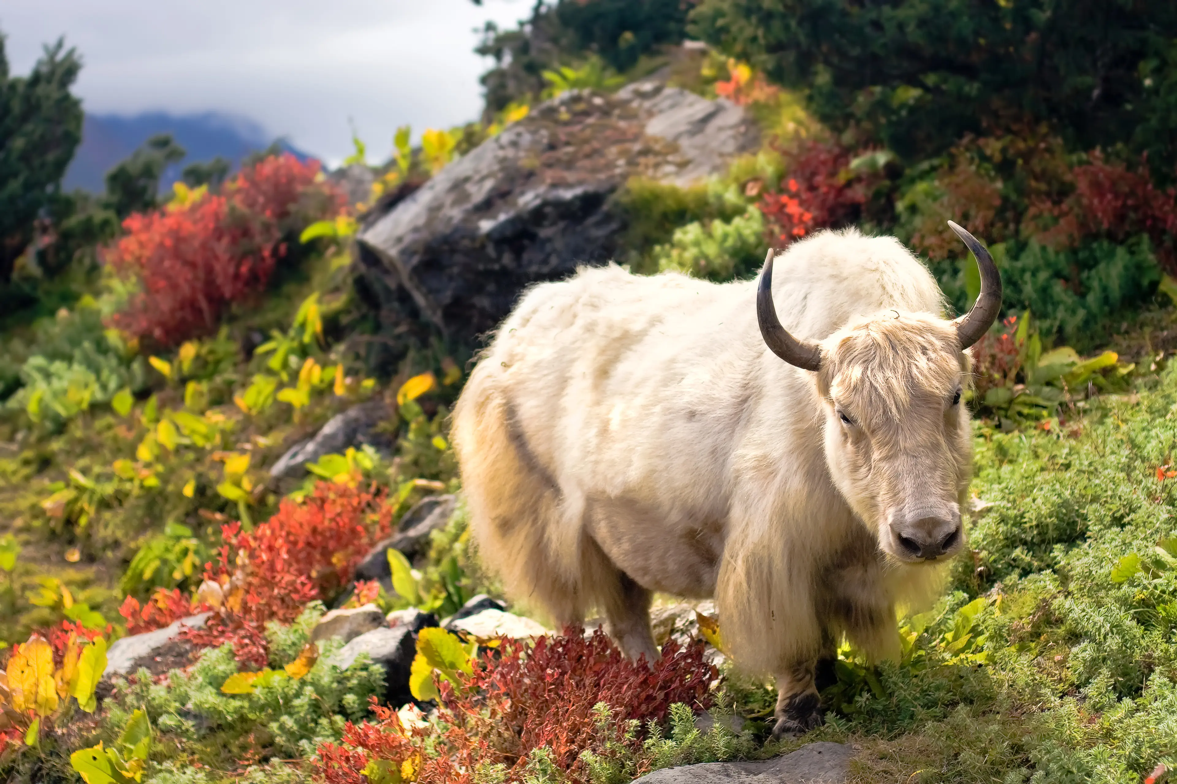 Yak in the Himalayas Yak in the Himalayas
