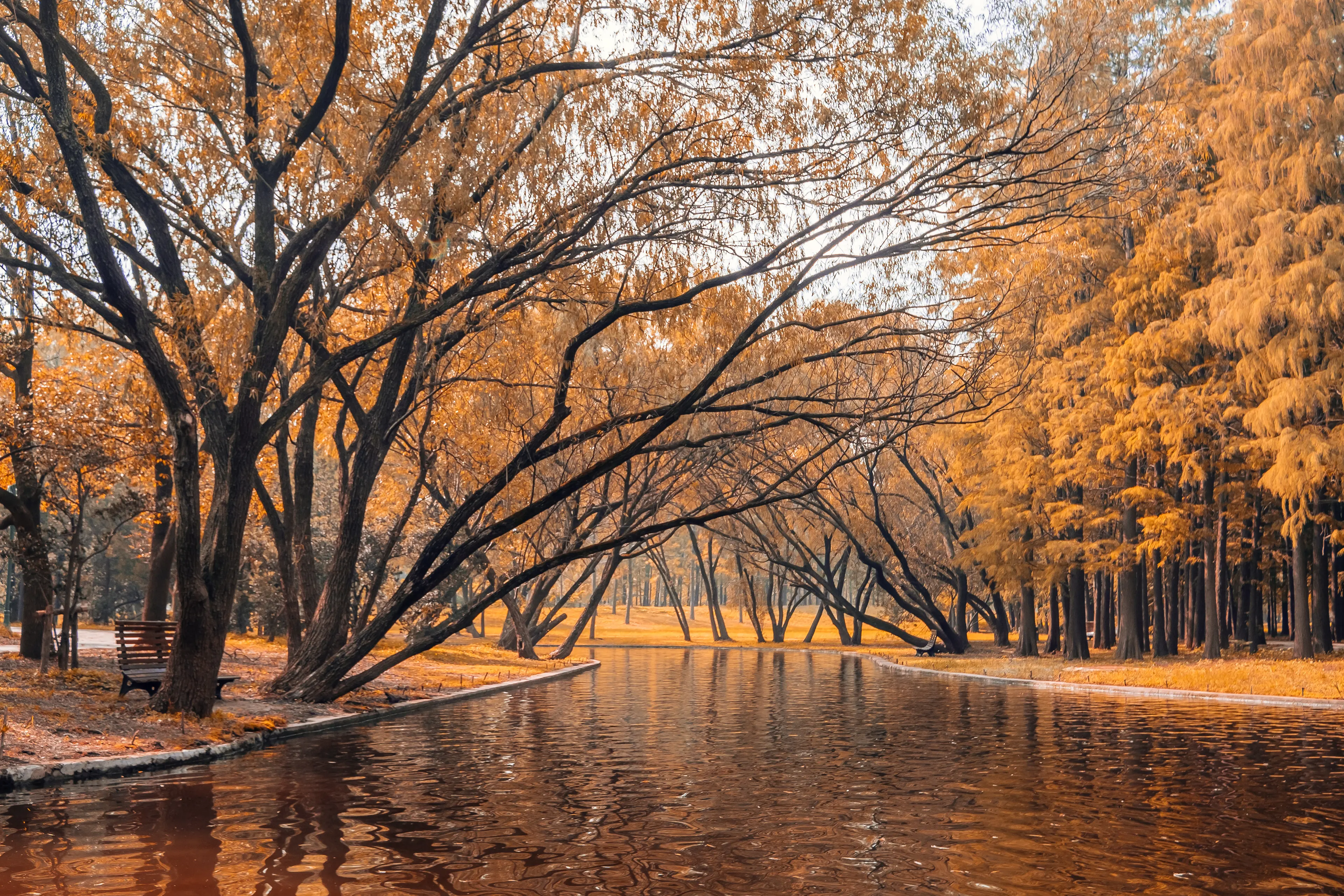 Shanghai gongqing forest park in autumn Shanghai gongqing forest park in autumn