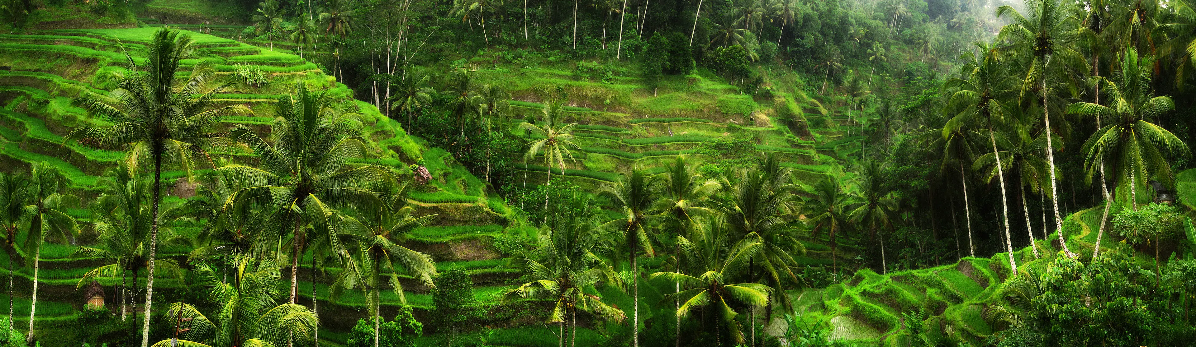 Rice fields near Ubud Rice fields near Ubud