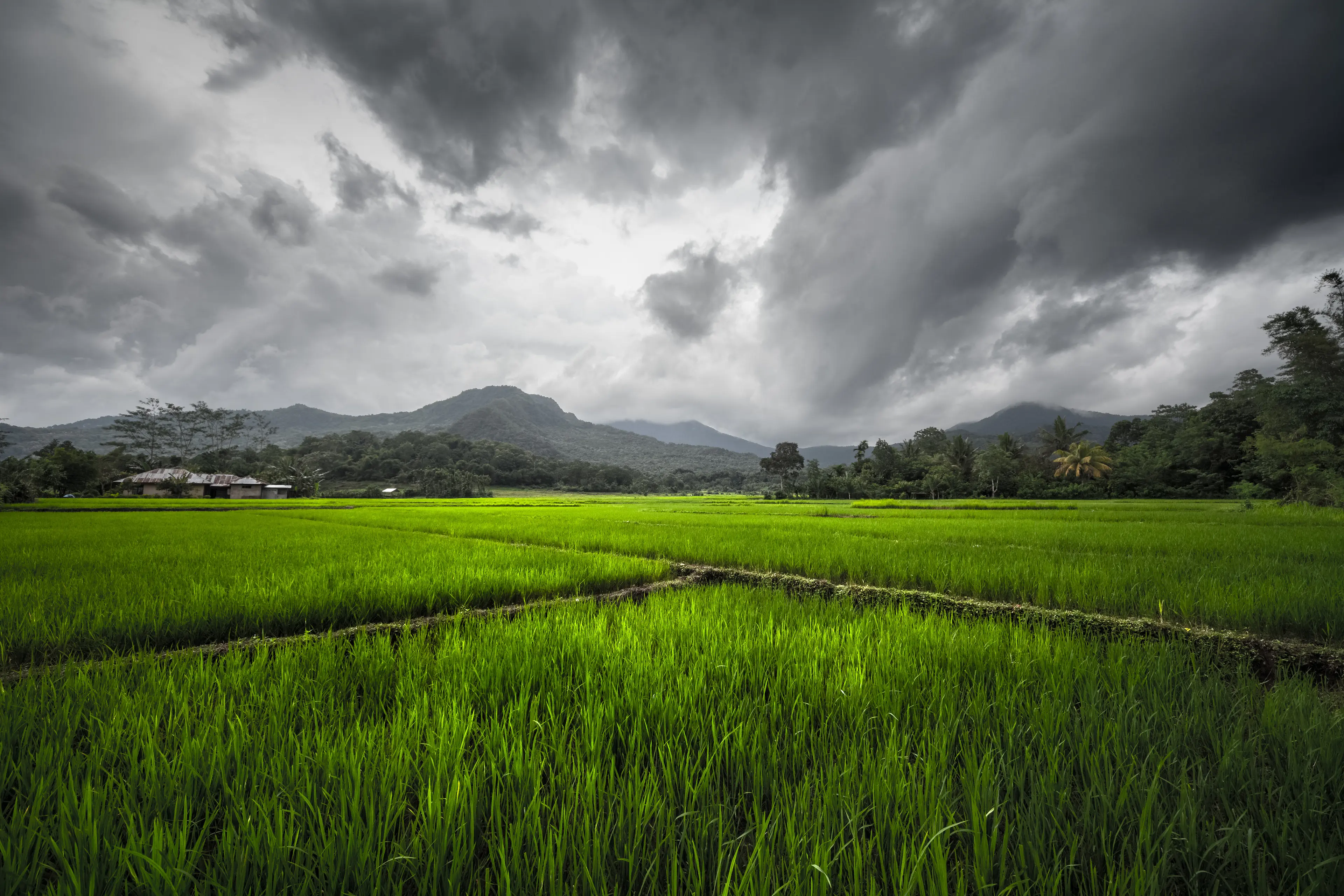 Flores, Indonesia Flores, Indonesia