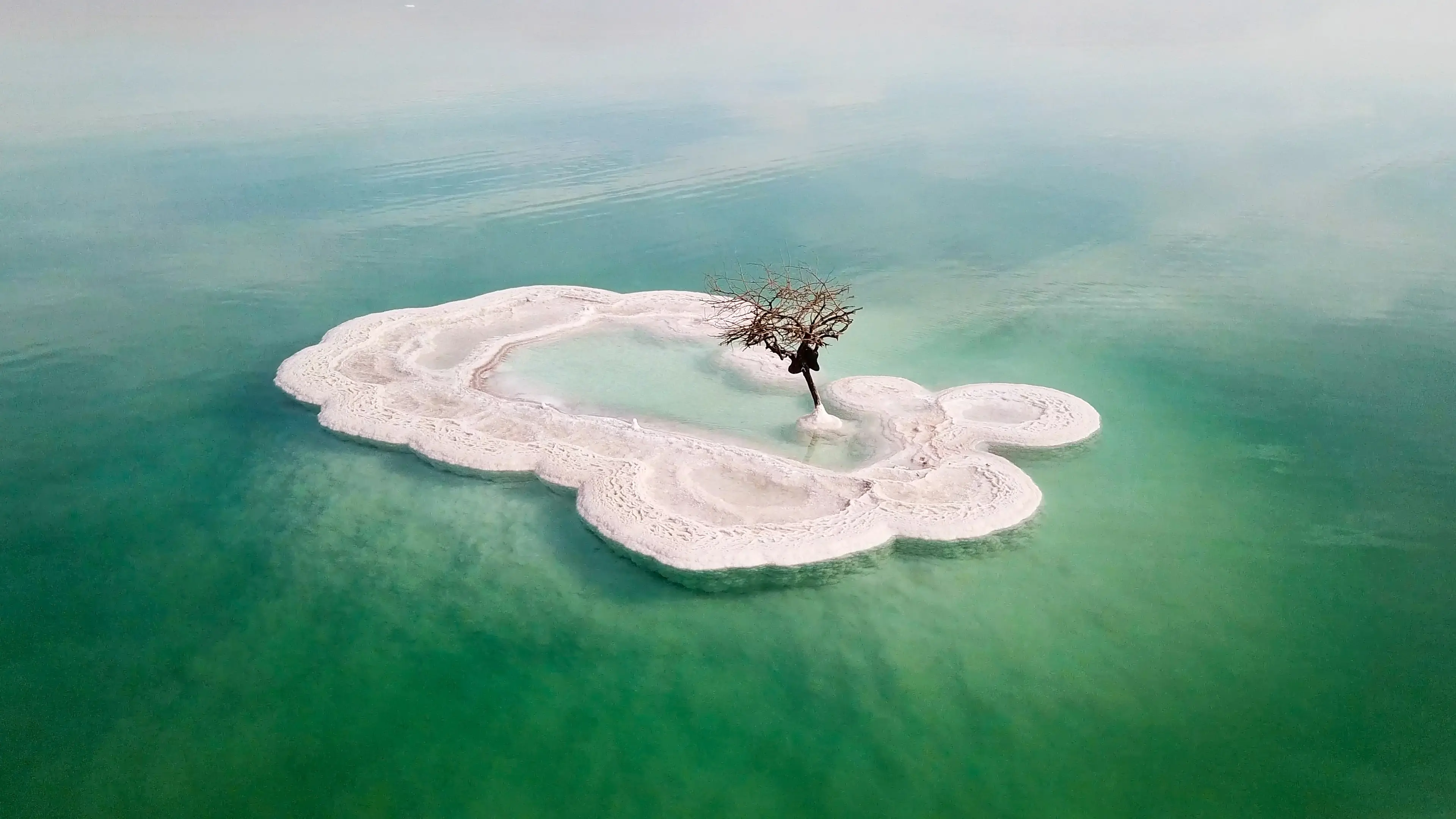 Bare tree standing on a salt deposit Bare tree standing on a salt deposit