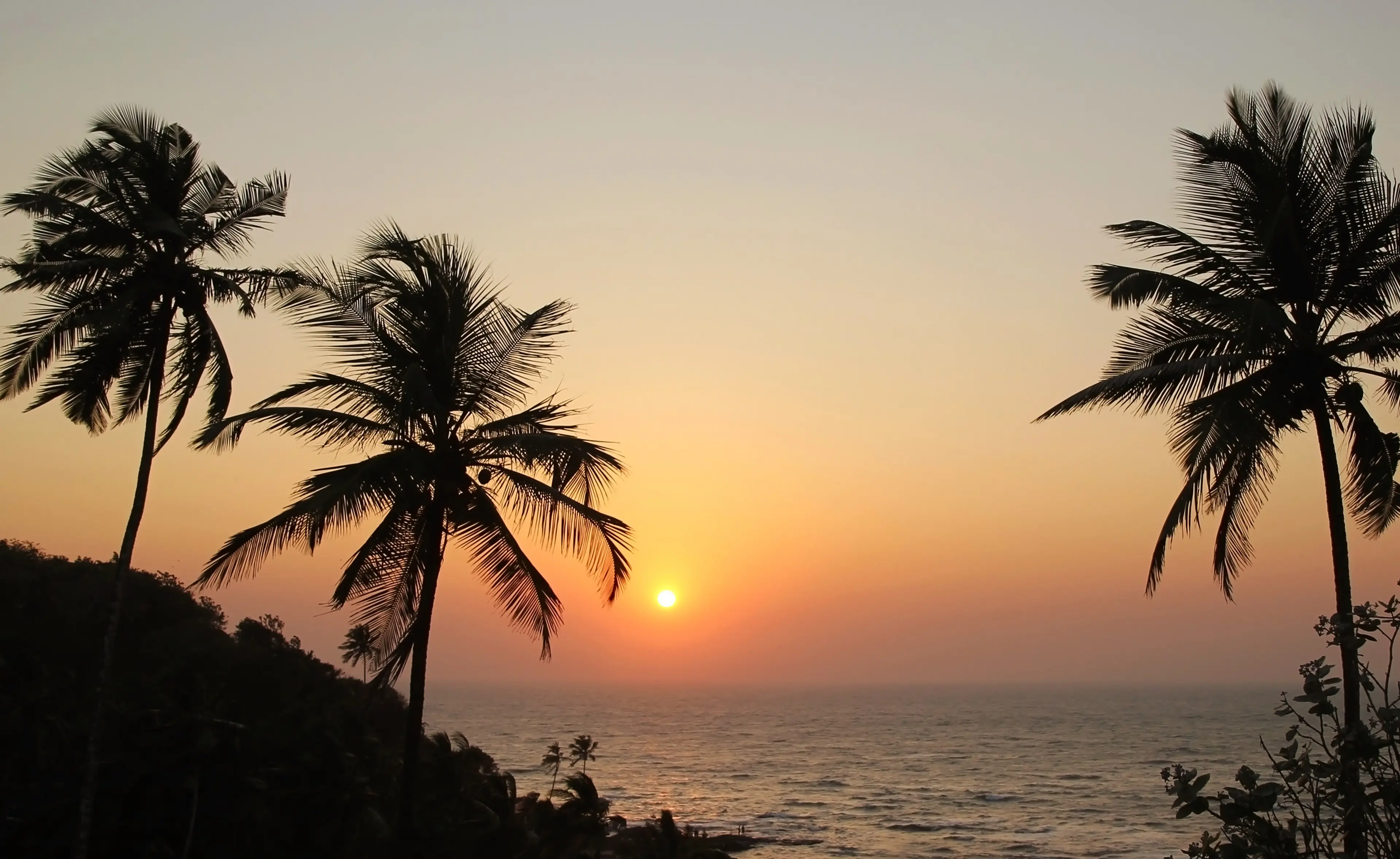 Sihlouettes of palm trees at sunset Sihlouettes of palm trees at sunset