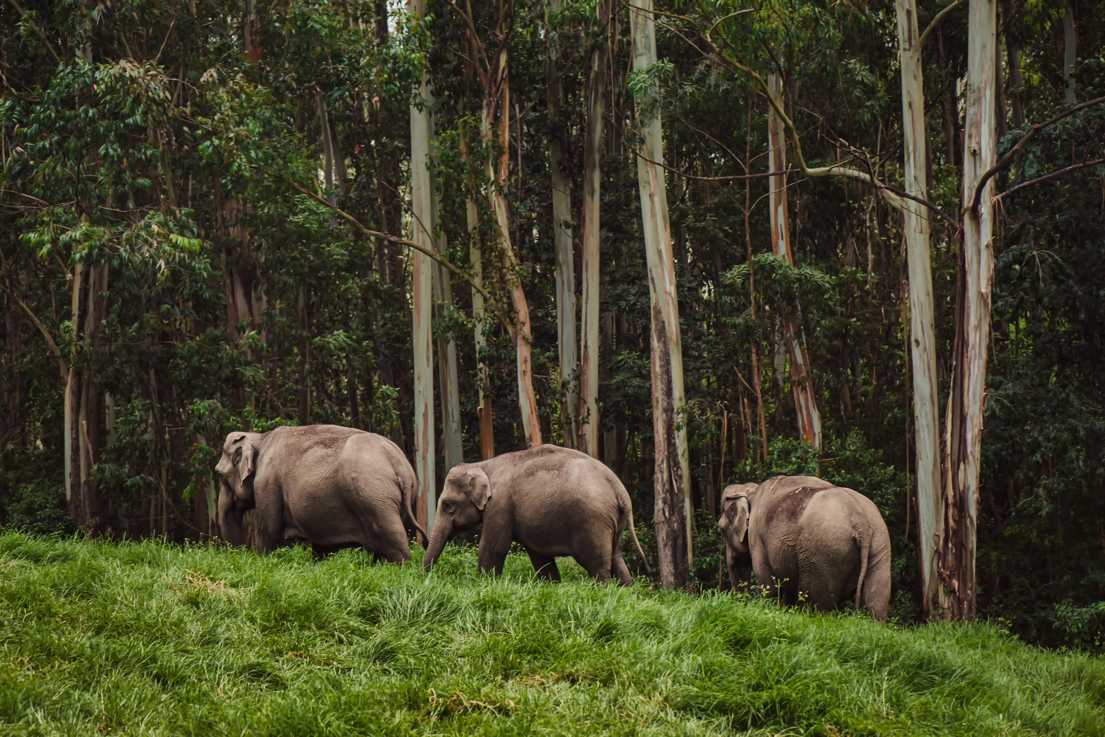 Elephant family in wild nature walking near the forest Elephant family in wild nature walking near the forest