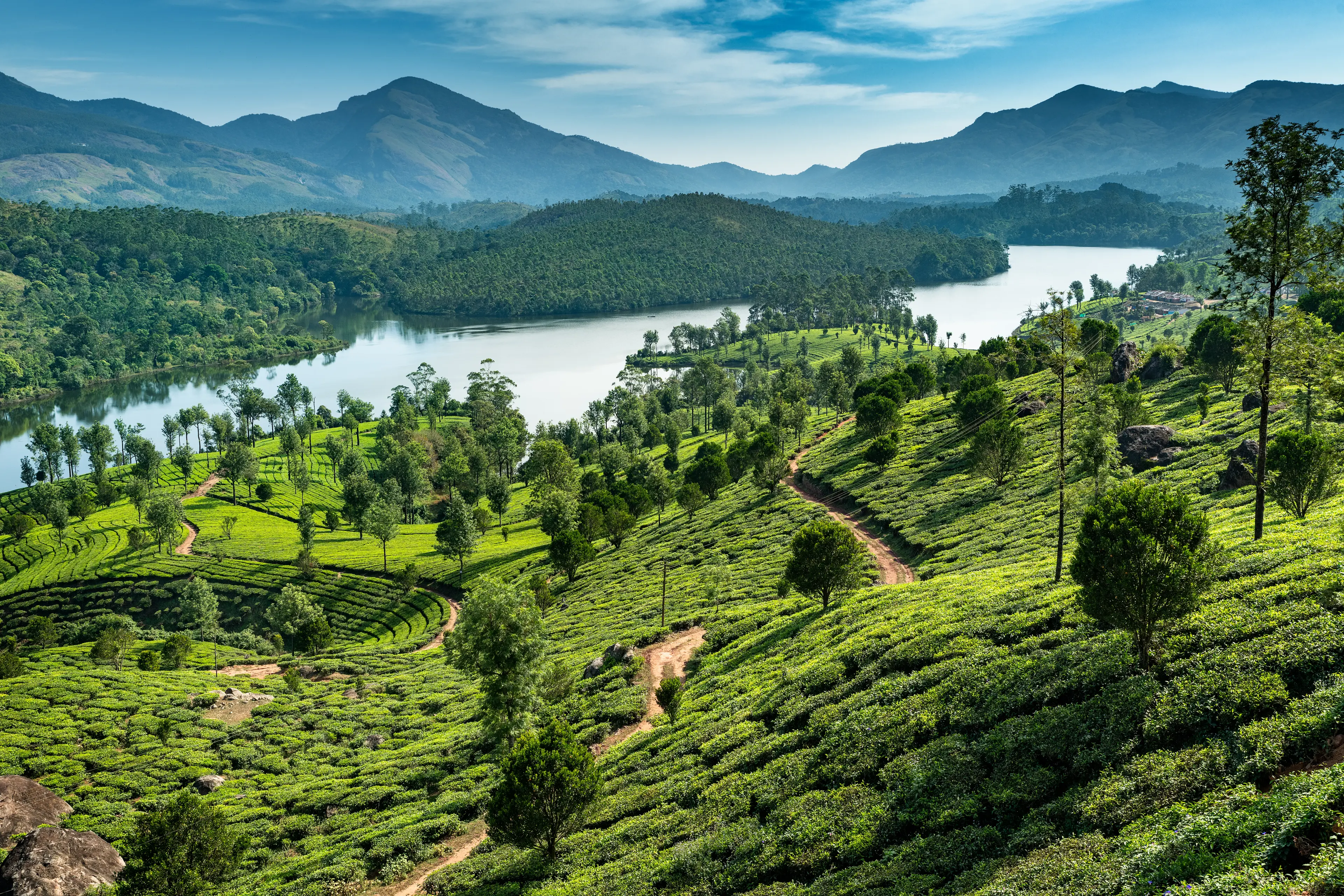 Hills, lake and tee plantations Hills, lake and tee plantations