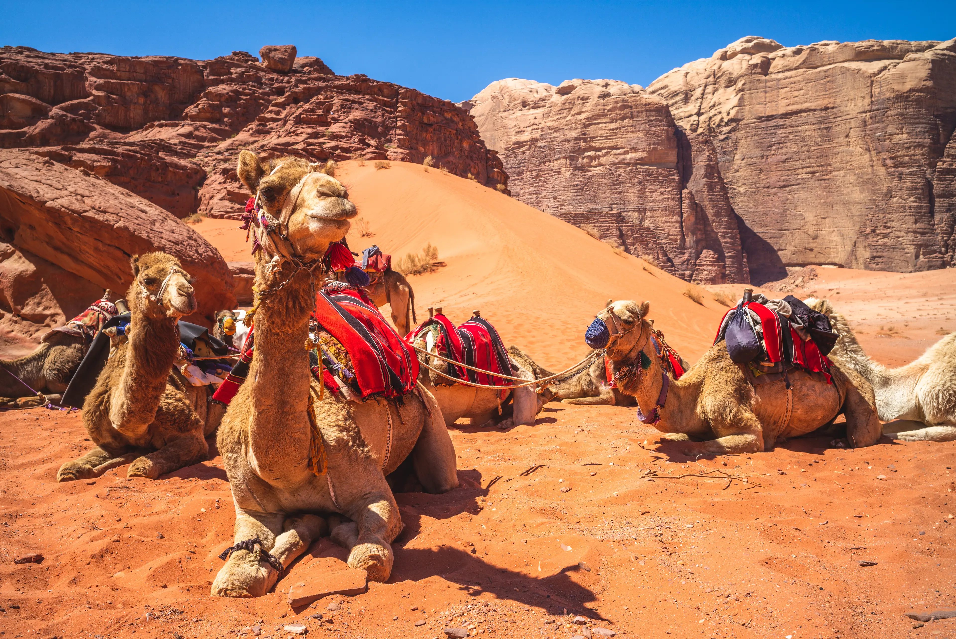 1-Day Outdoor Adventure with Friends in Wadi Rum, Jordan