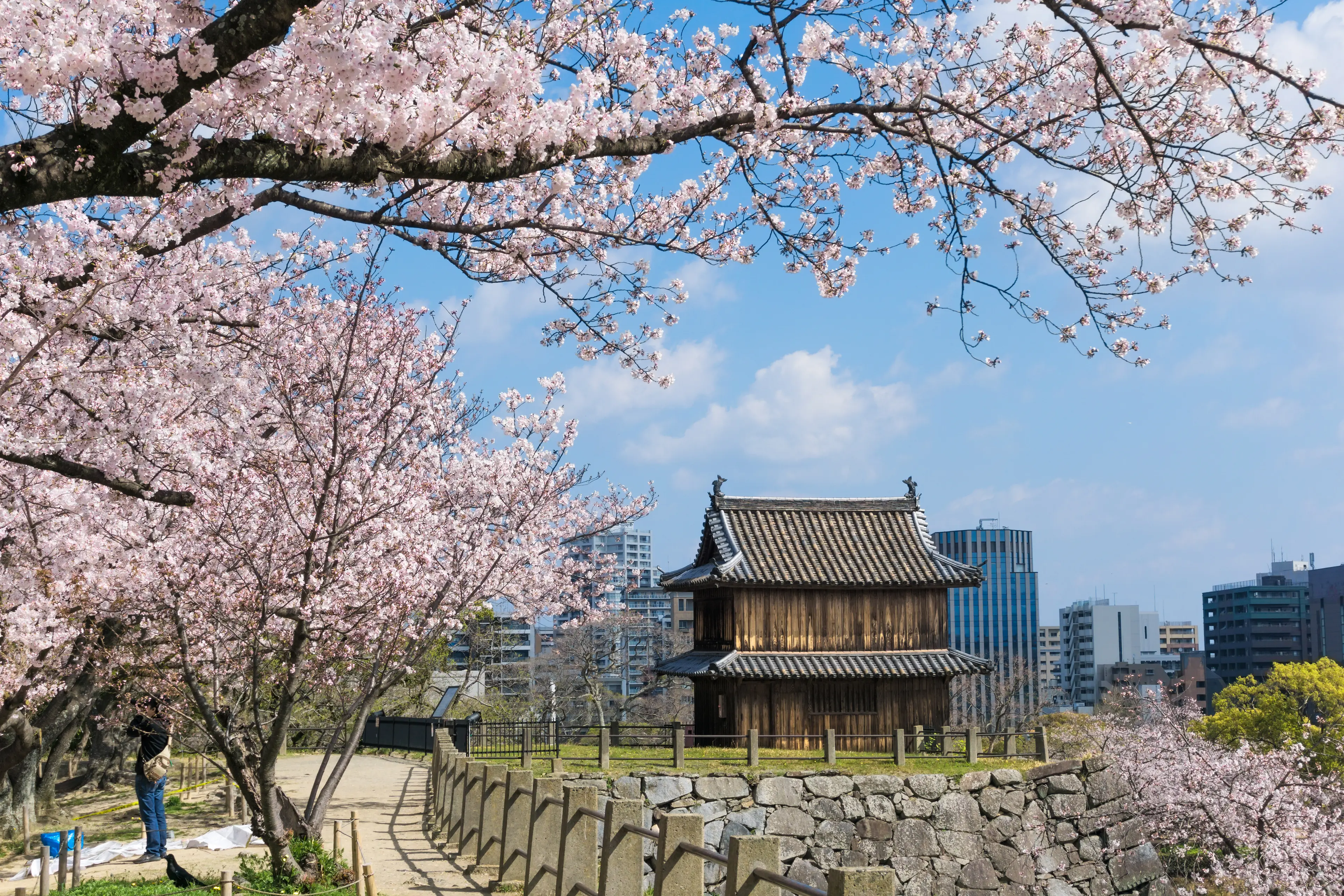 Sakura blooming at the castle