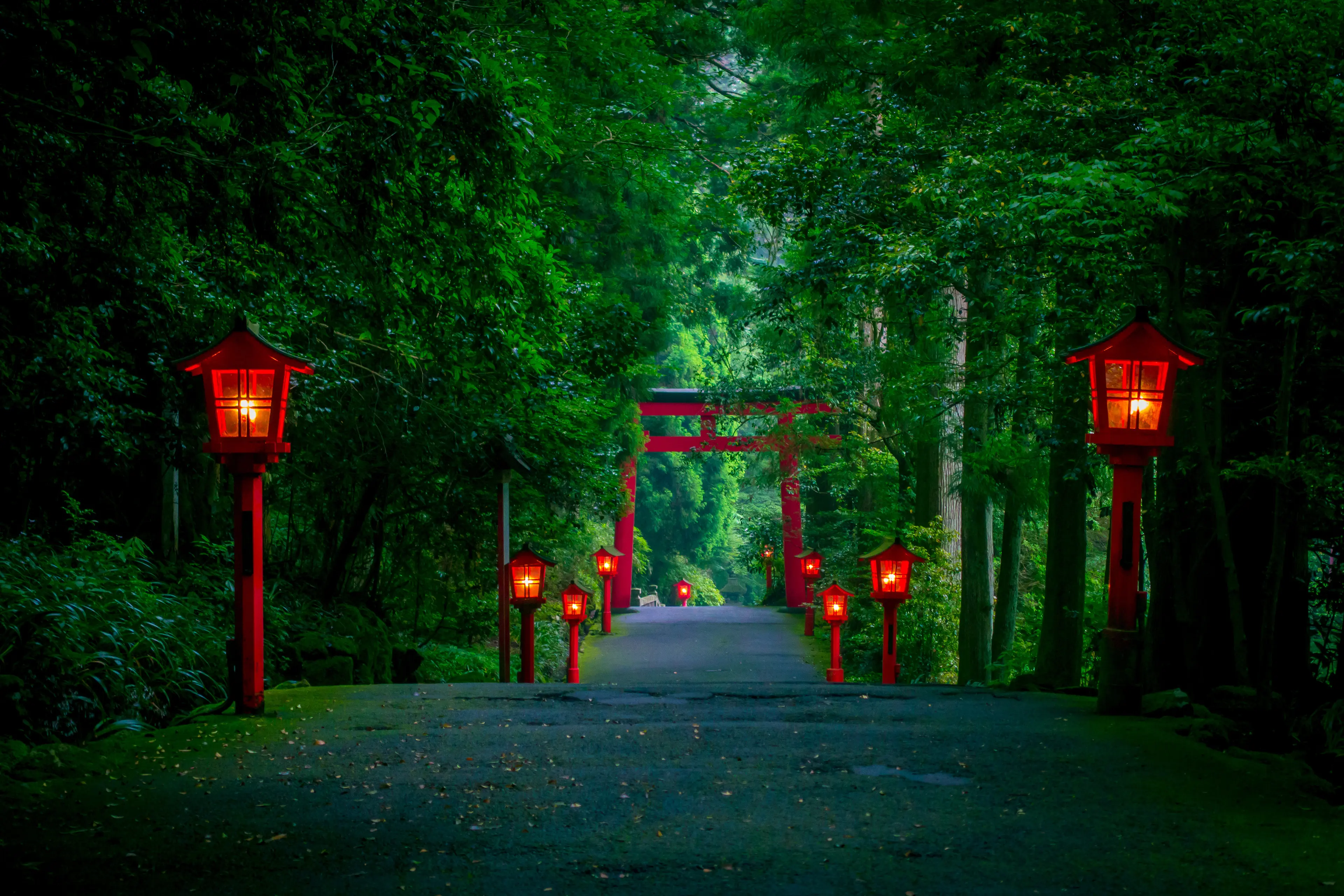 Cedar forest with lanterns at night