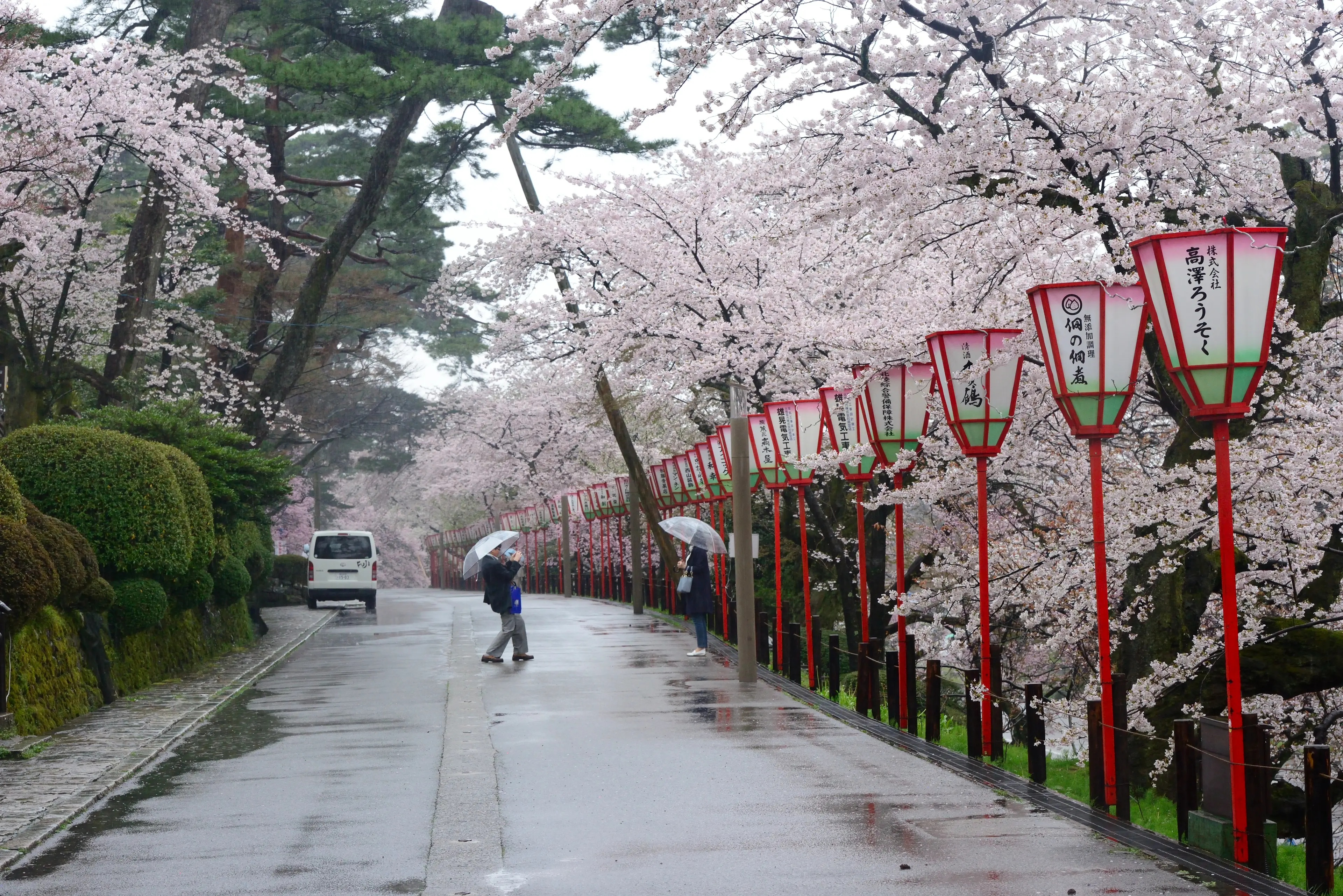 Cherry blossom trees in Kenrokuen garden