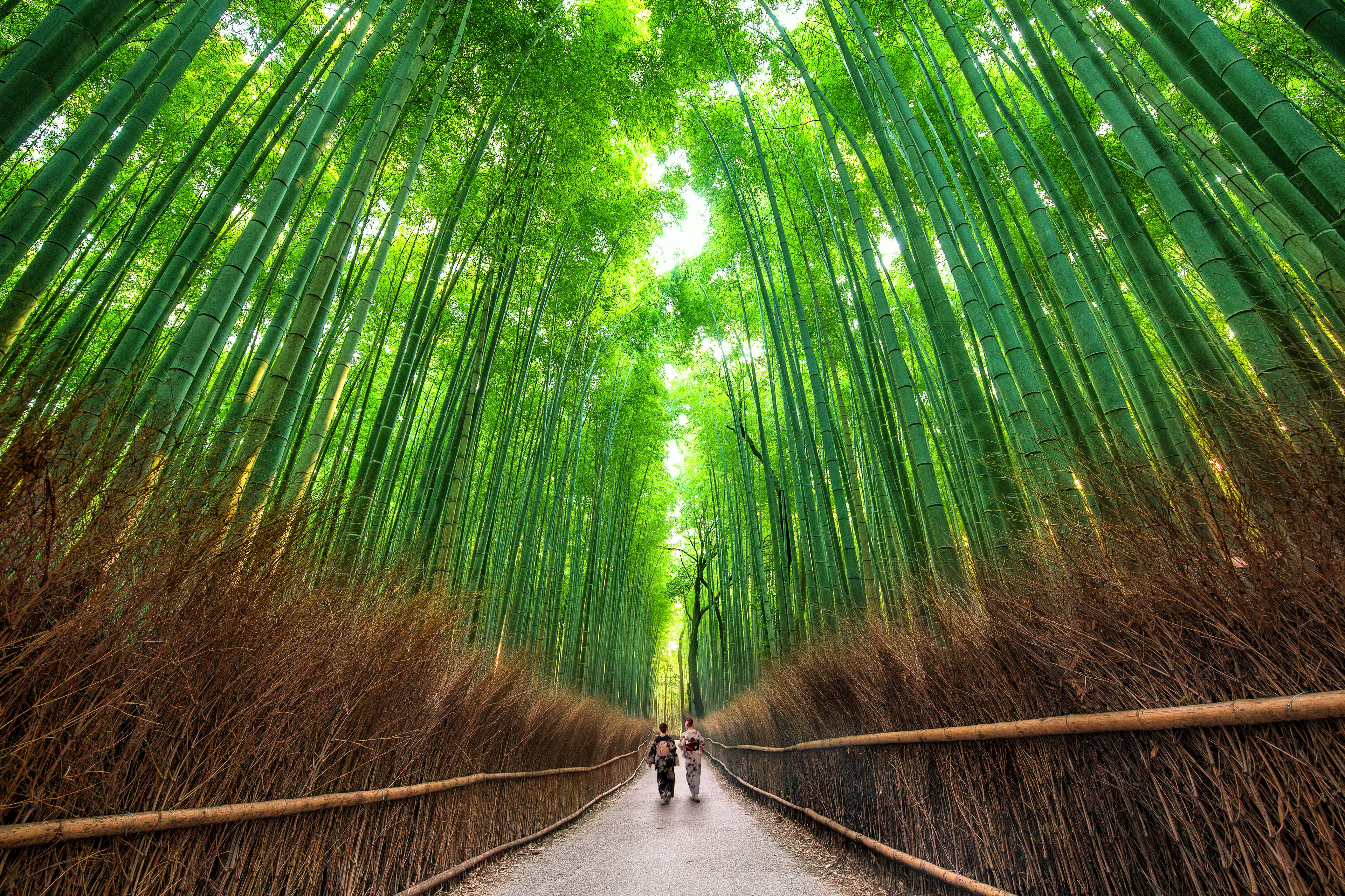 3-Day Kyoto Adventure: Unseen Paths, Shopping & Relaxation with Friends