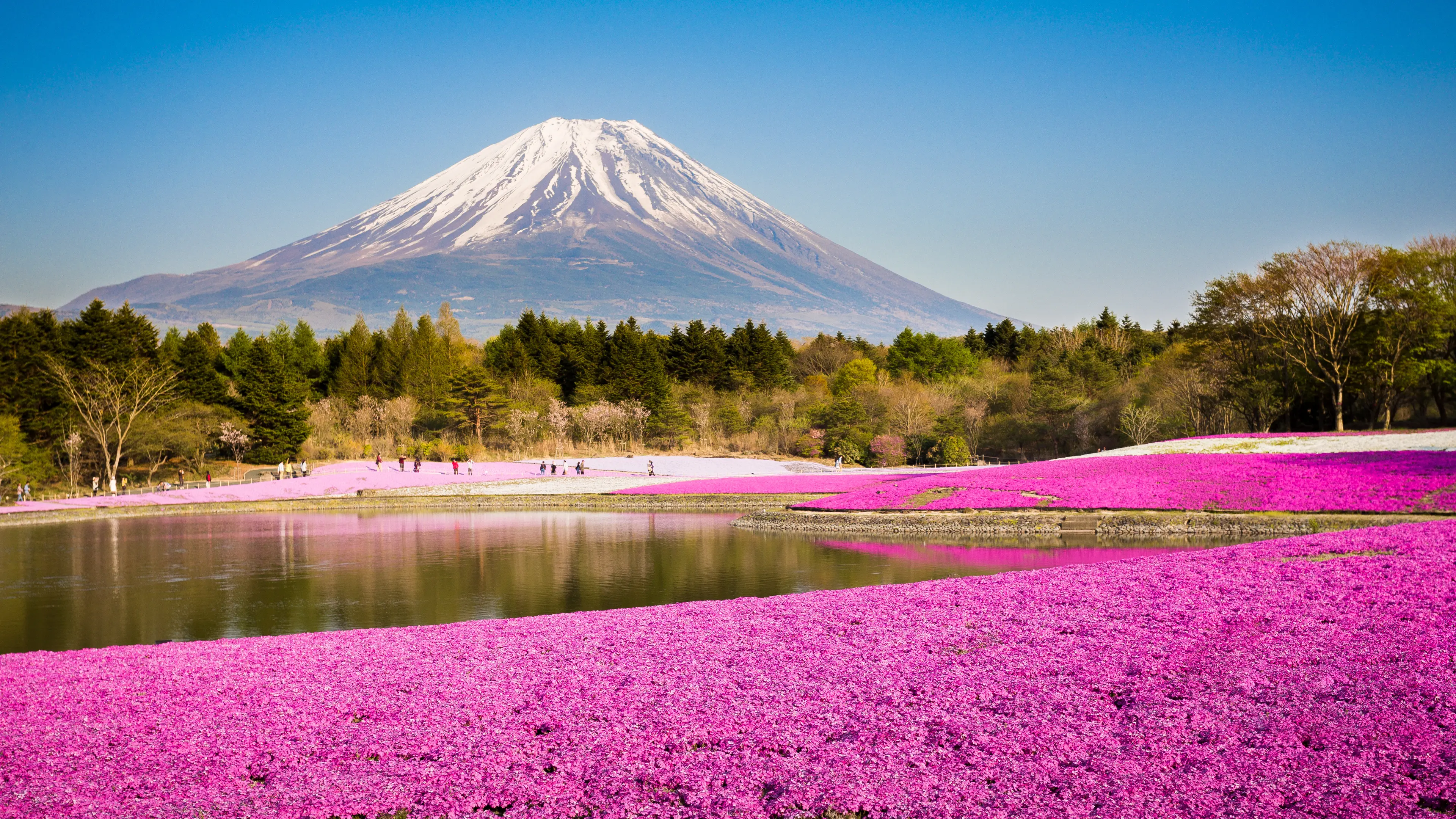 Moss phlox plantation with mountain background