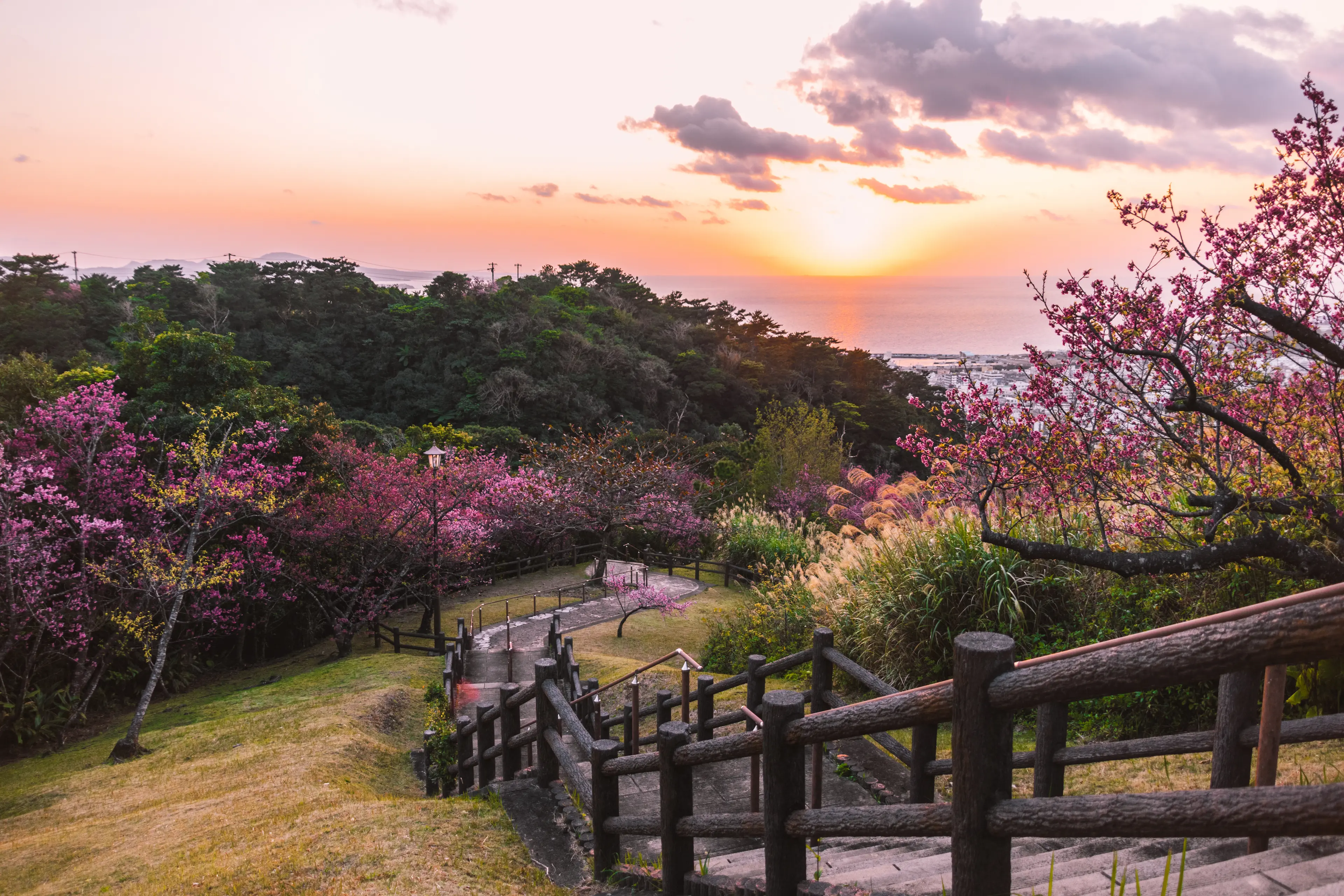 Beautiful view of the park with sakura and cherry blossoms