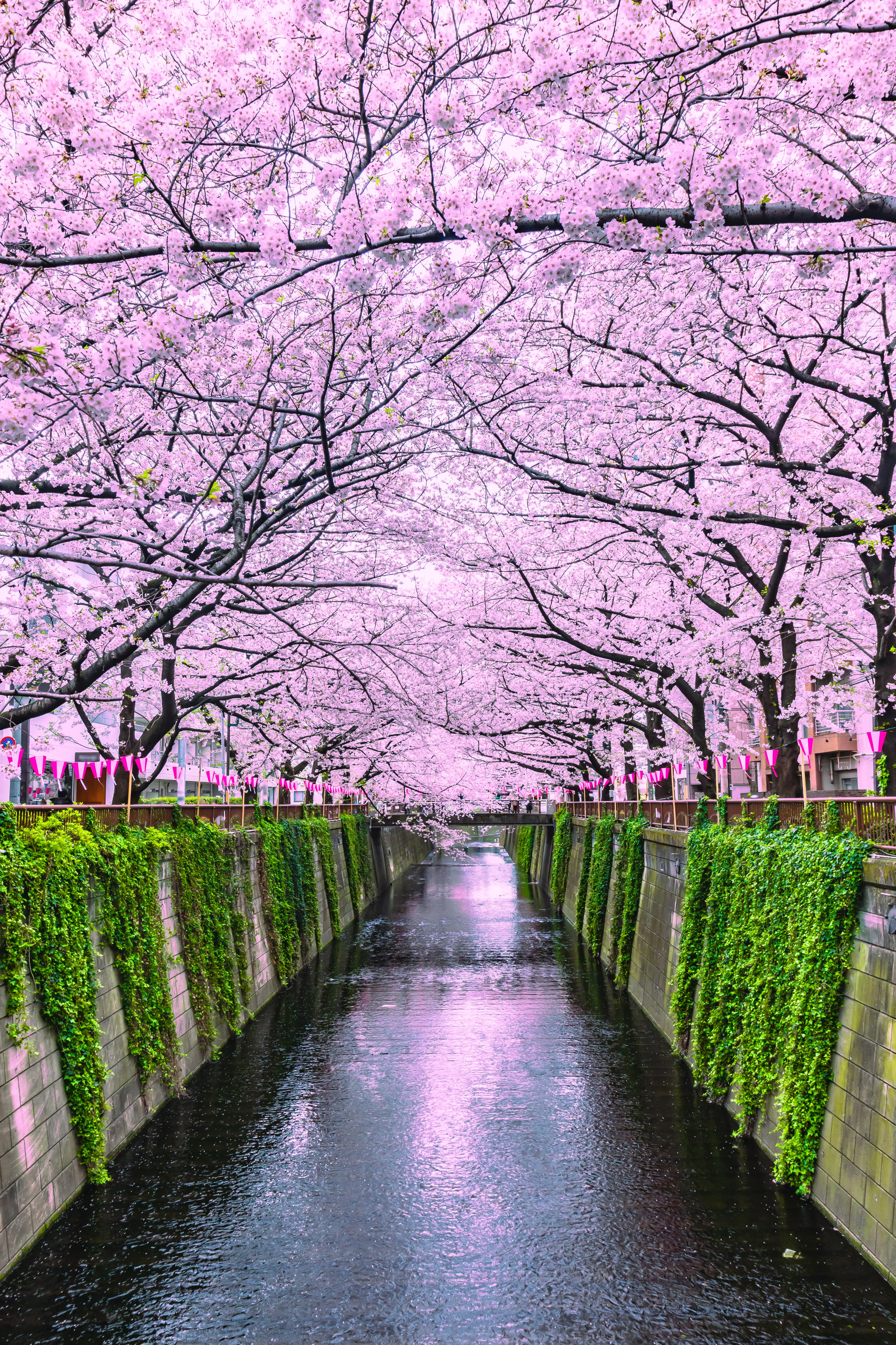 Sakura or cherry blossoms spring Meguro River