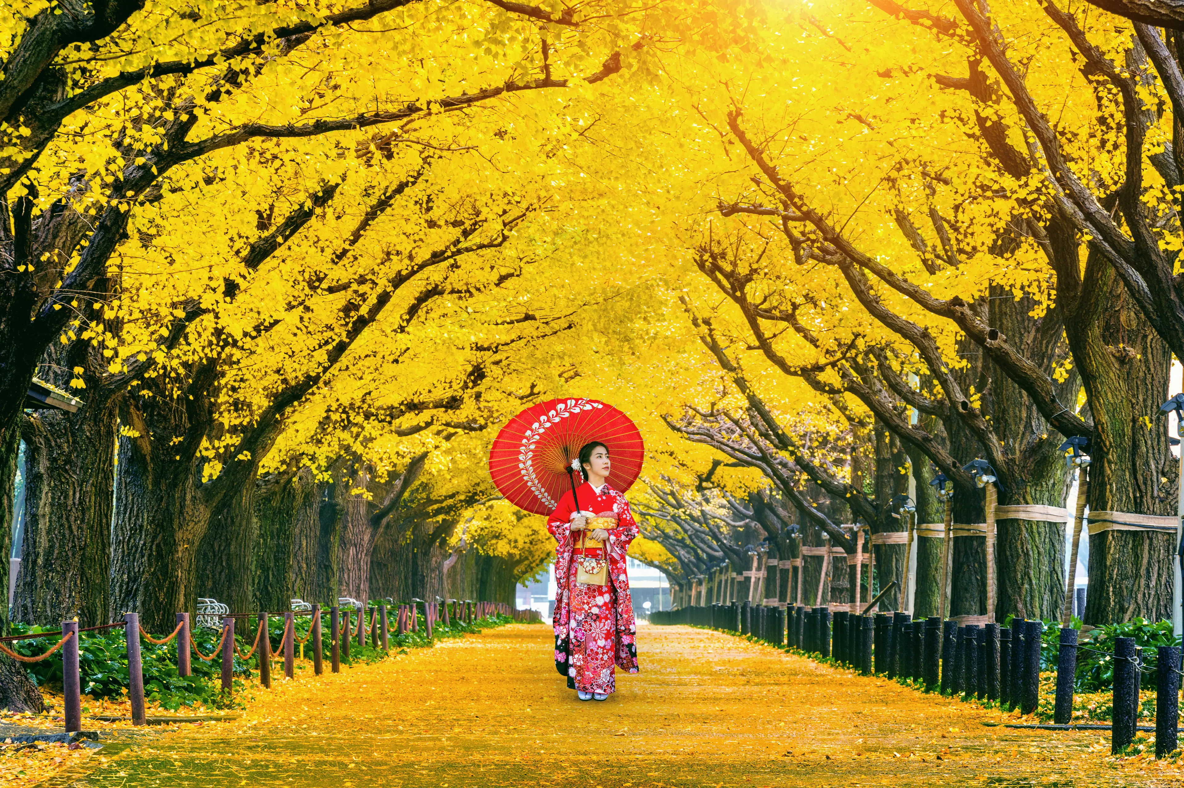 Girl wearing japanese traditional kimono at row of yellow ginkgo tree in autumn park