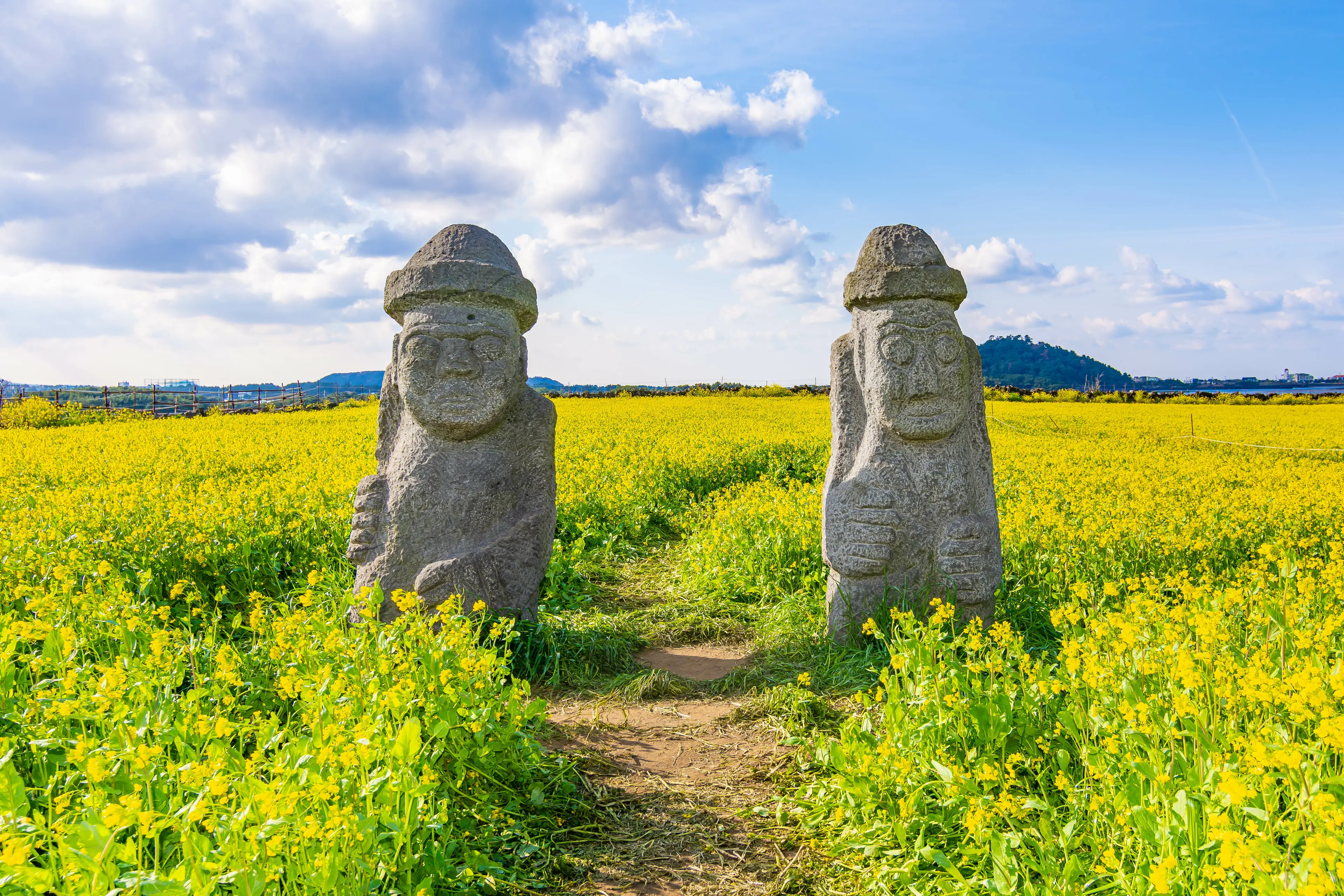 Hareubang stone figures in yellow canola field