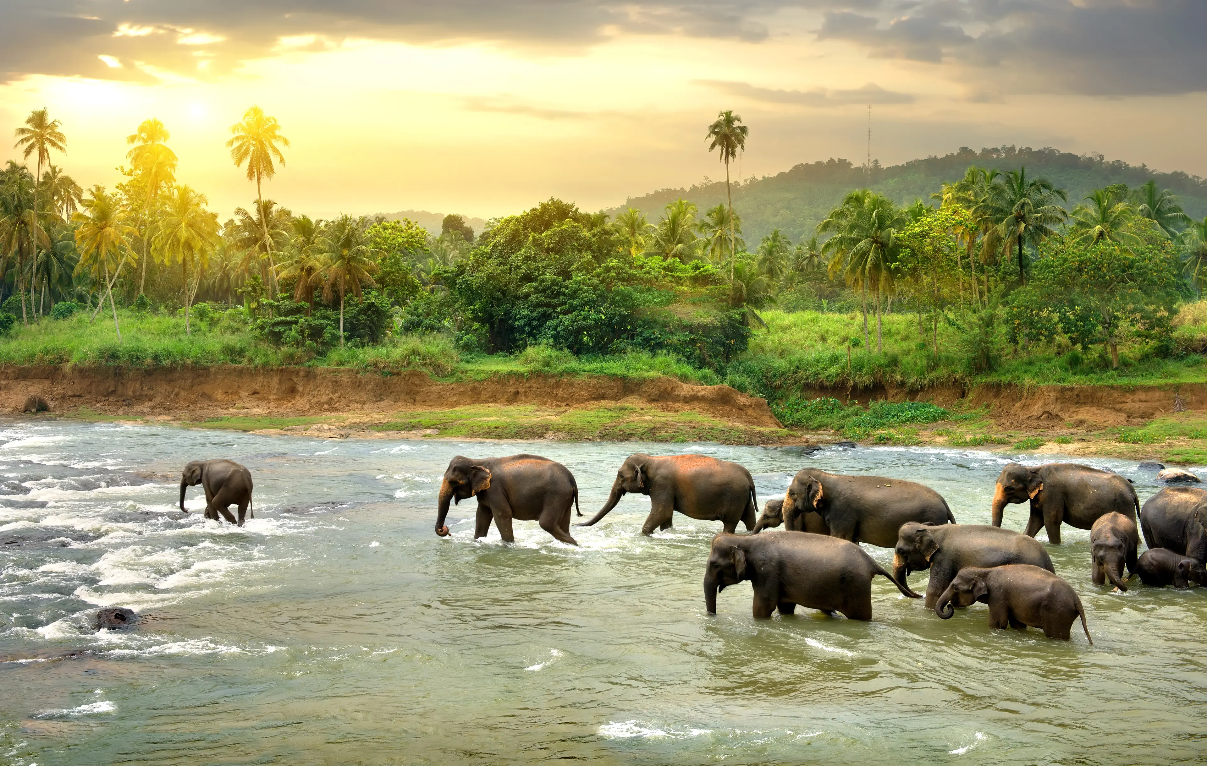 Herd of elephants passing through river