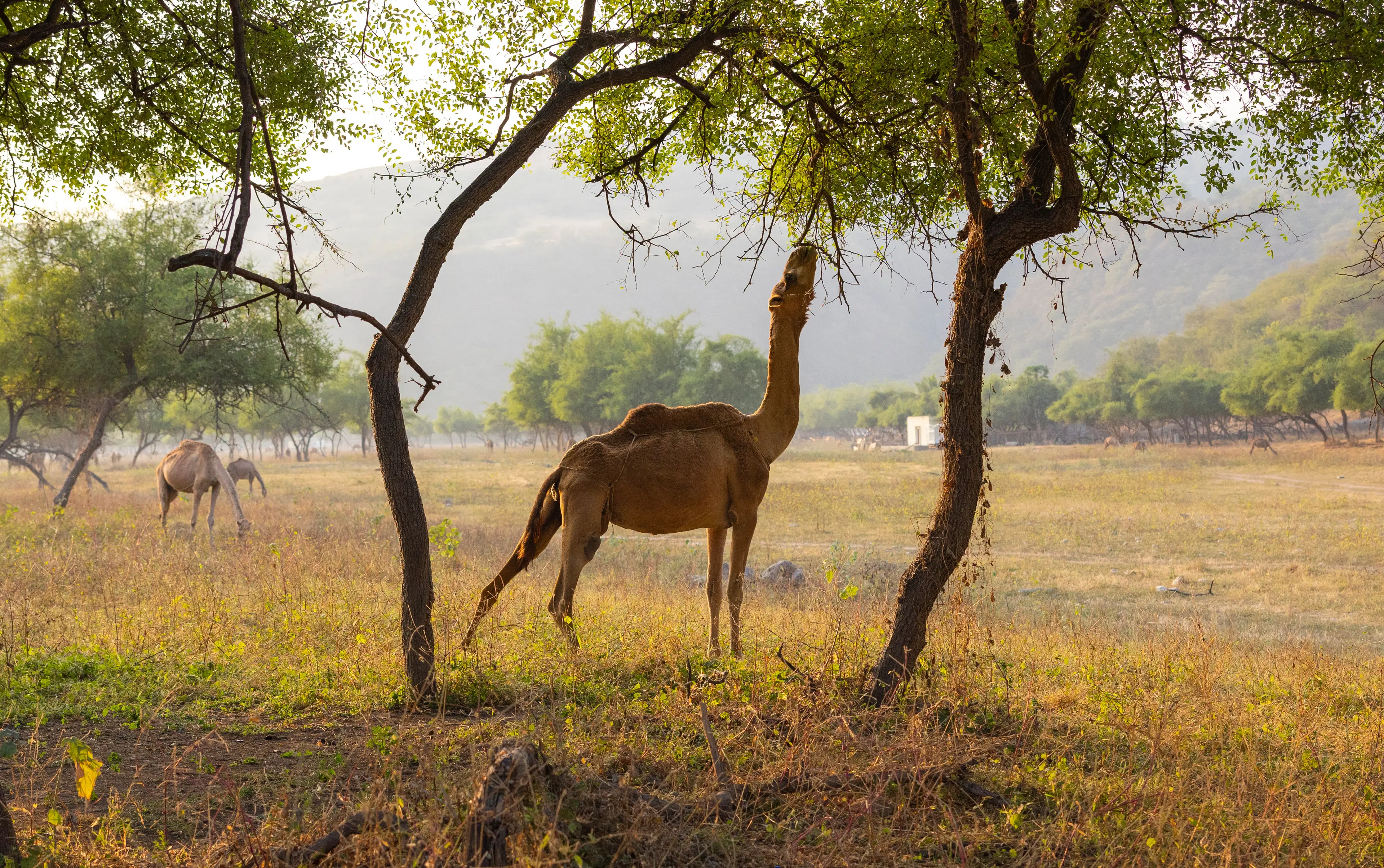 Camels Camels