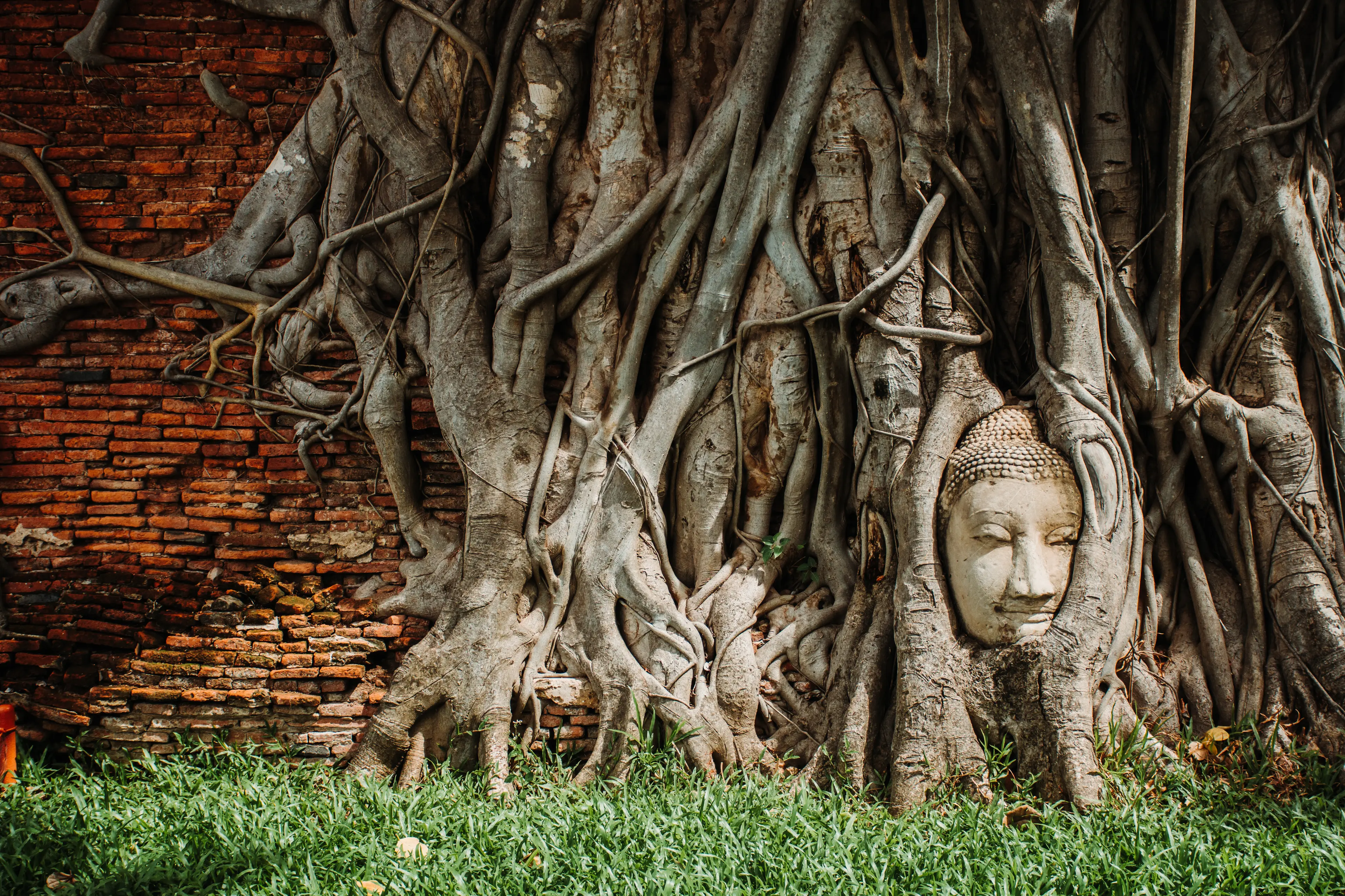Ayutthaya Buddha head trapped in bodhi tree roots