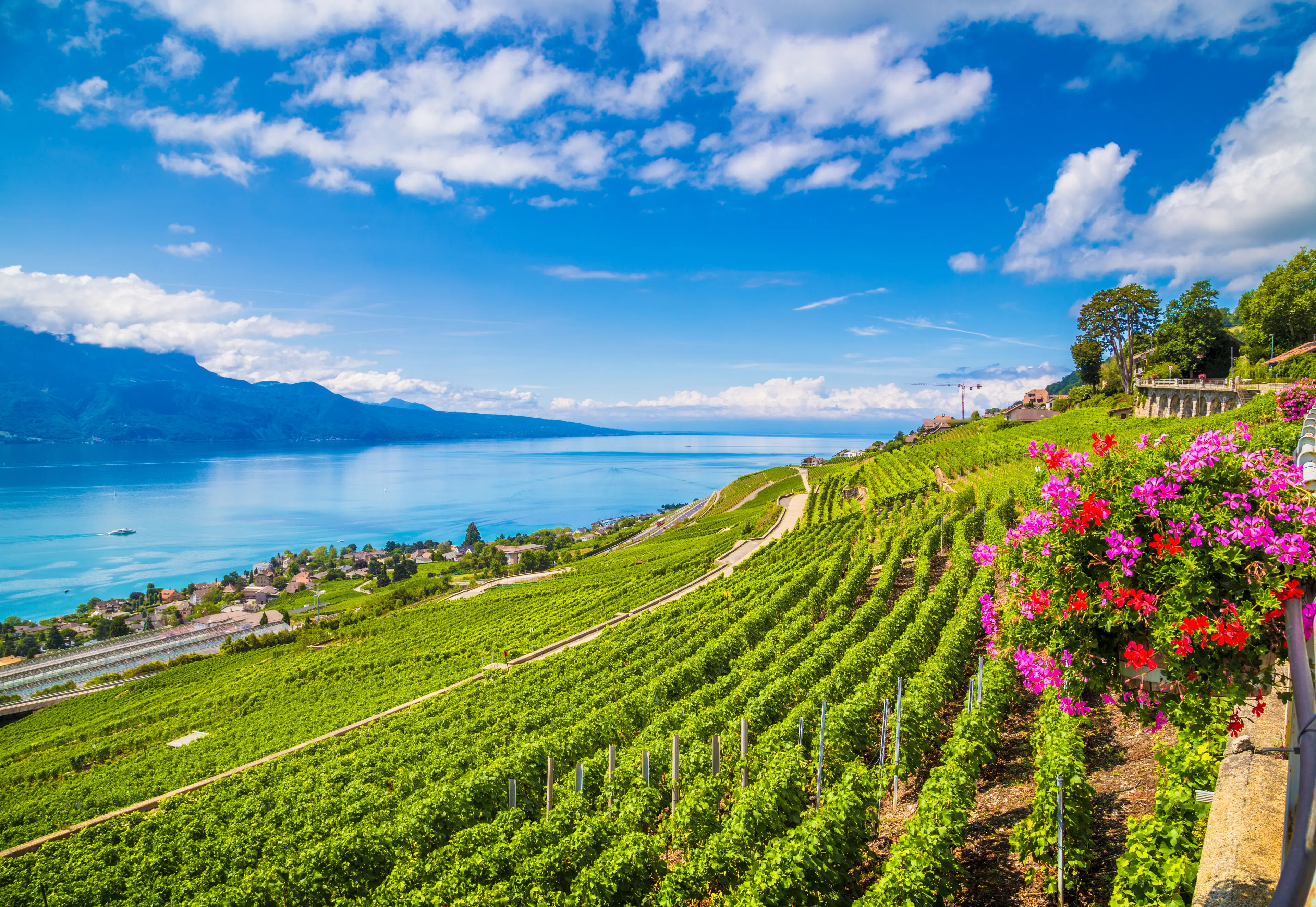 Lavaux wine region at Lake Geneva, Canton of Vaud Lavaux wine region at Lake Geneva, Canton of Vaud