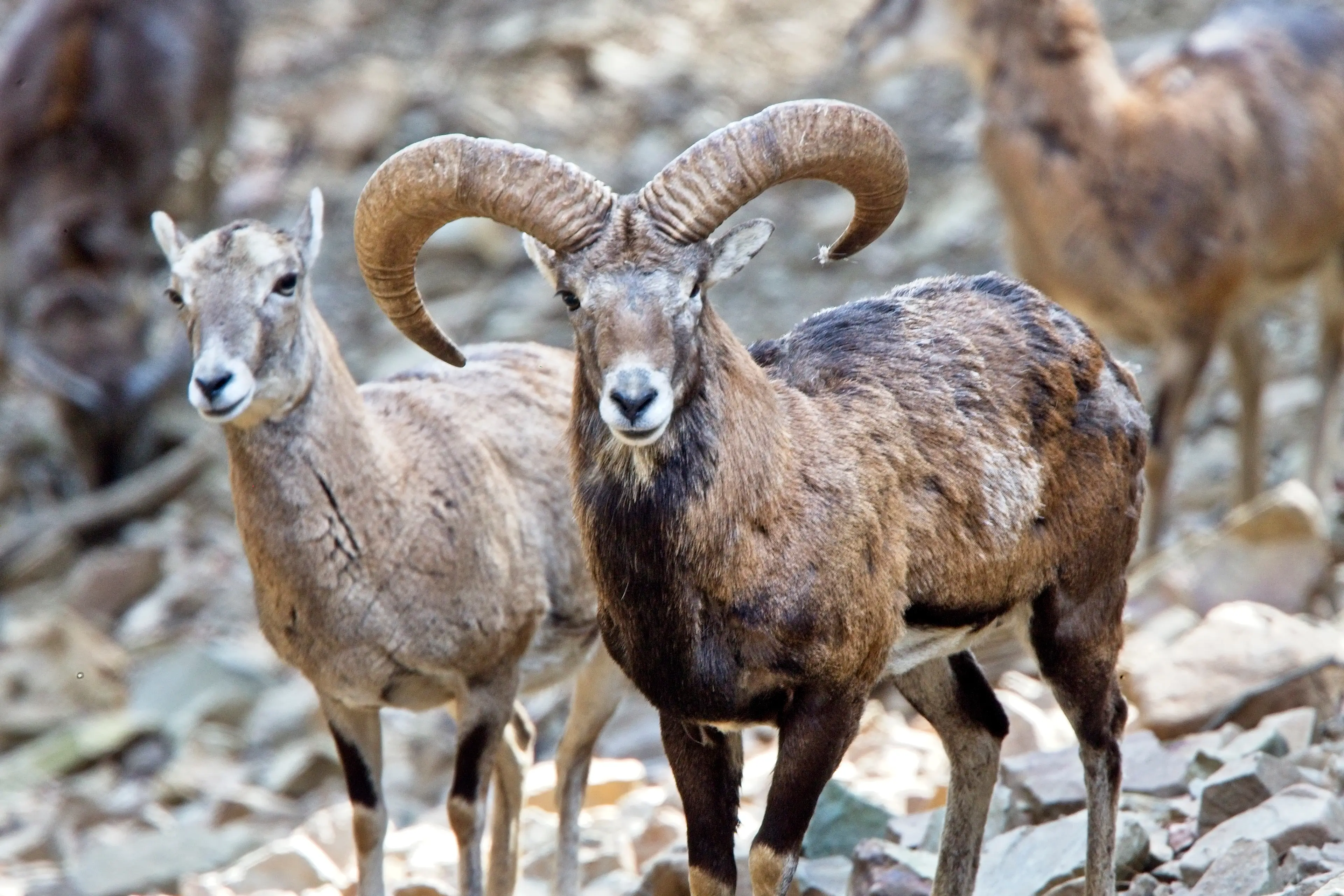 A pair of moufflons, a species endemic to Cyprus
