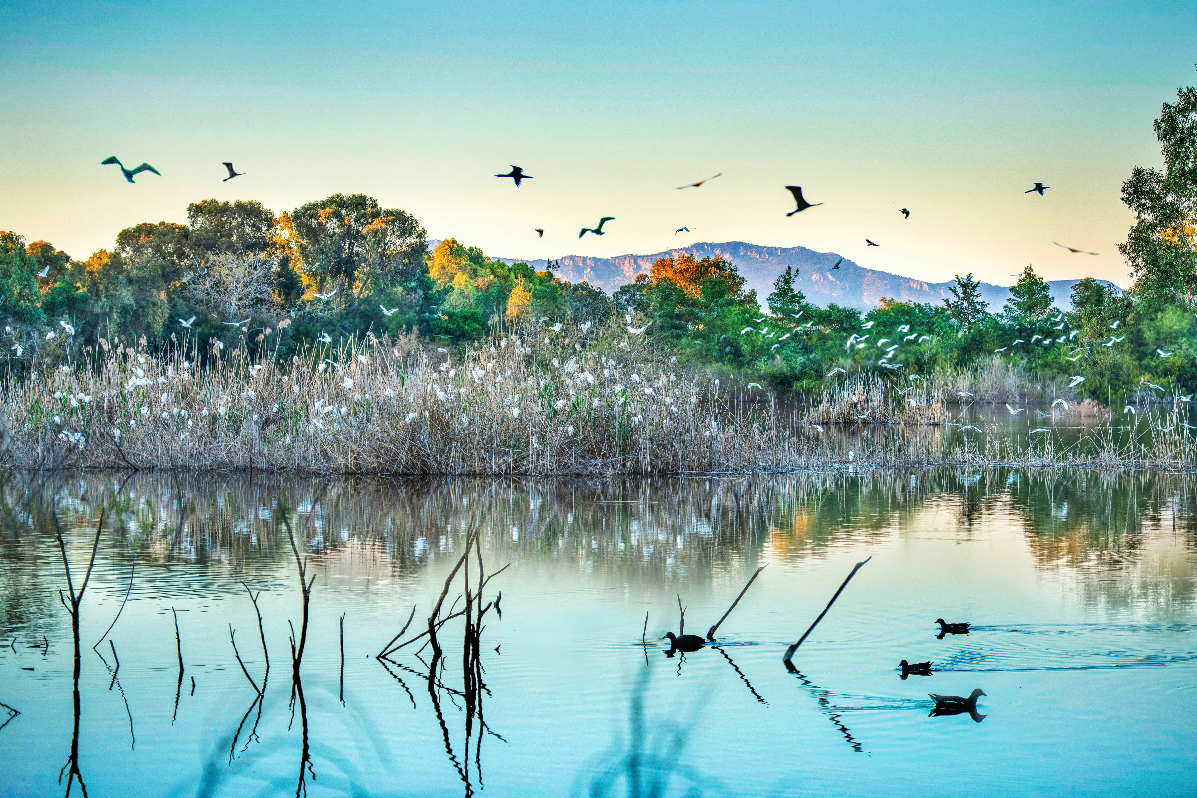 Athalassa lake in Athalassa Park Athalassa lake in Athalassa Park
