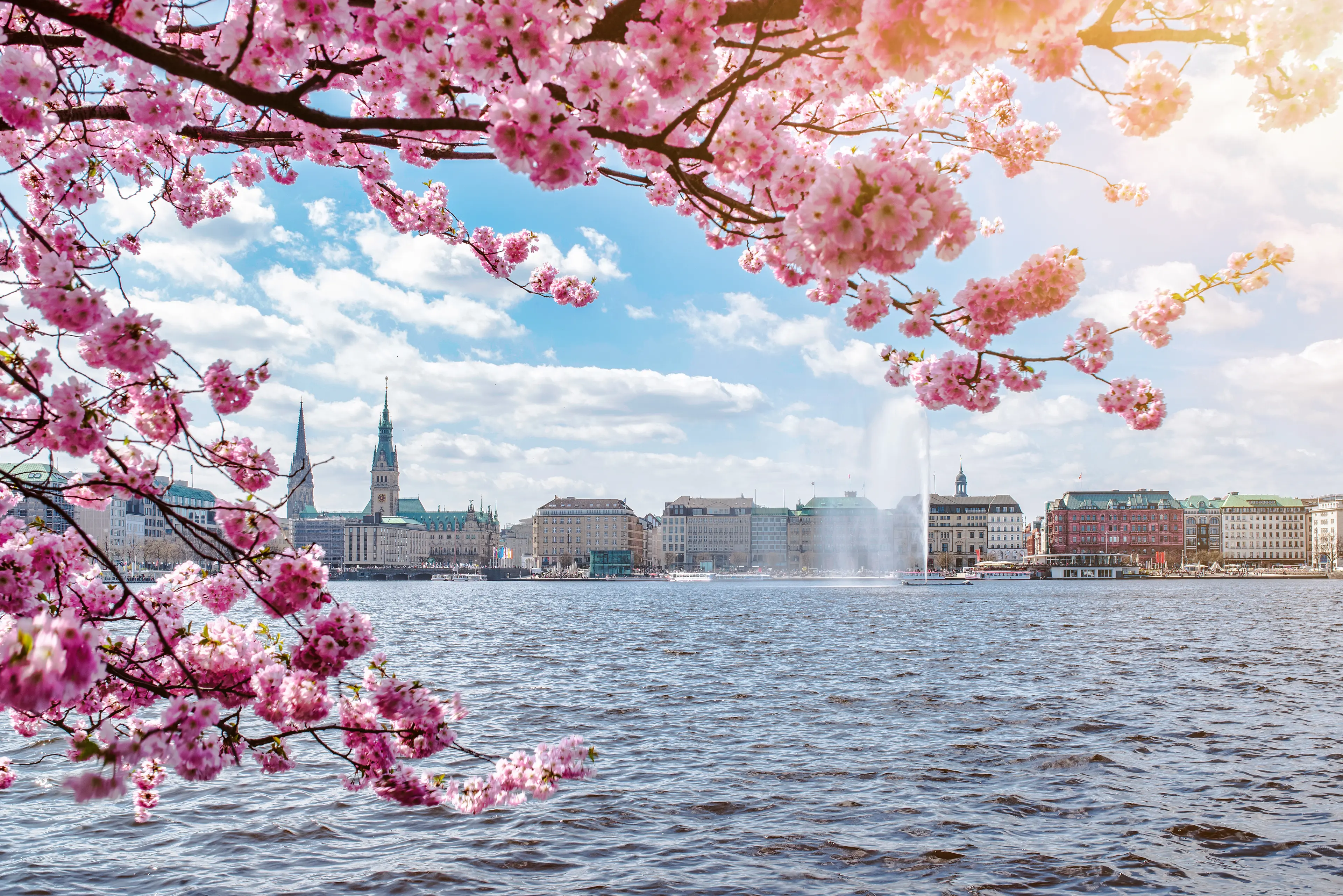 Cherry blossom tree by the Alster lake