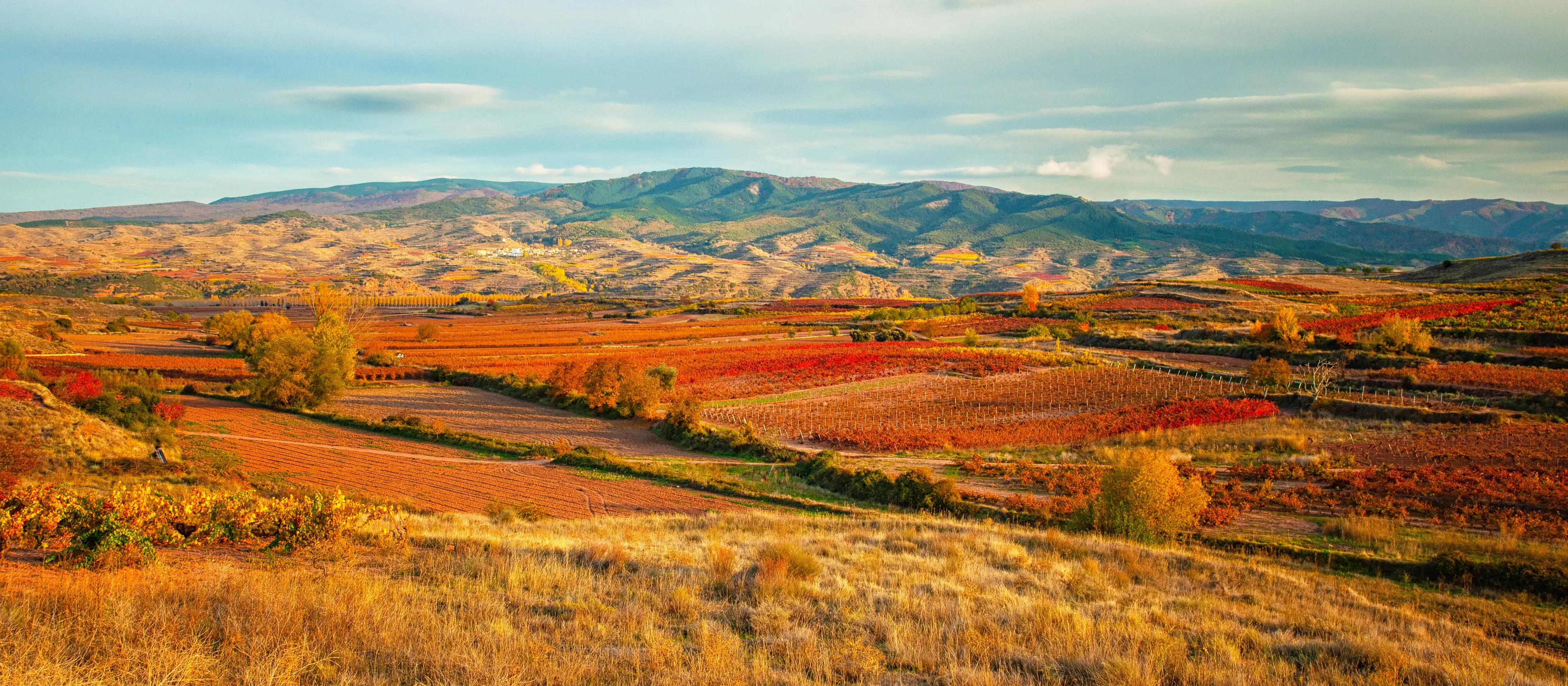 Landscape with vineyards Landscape with vineyards