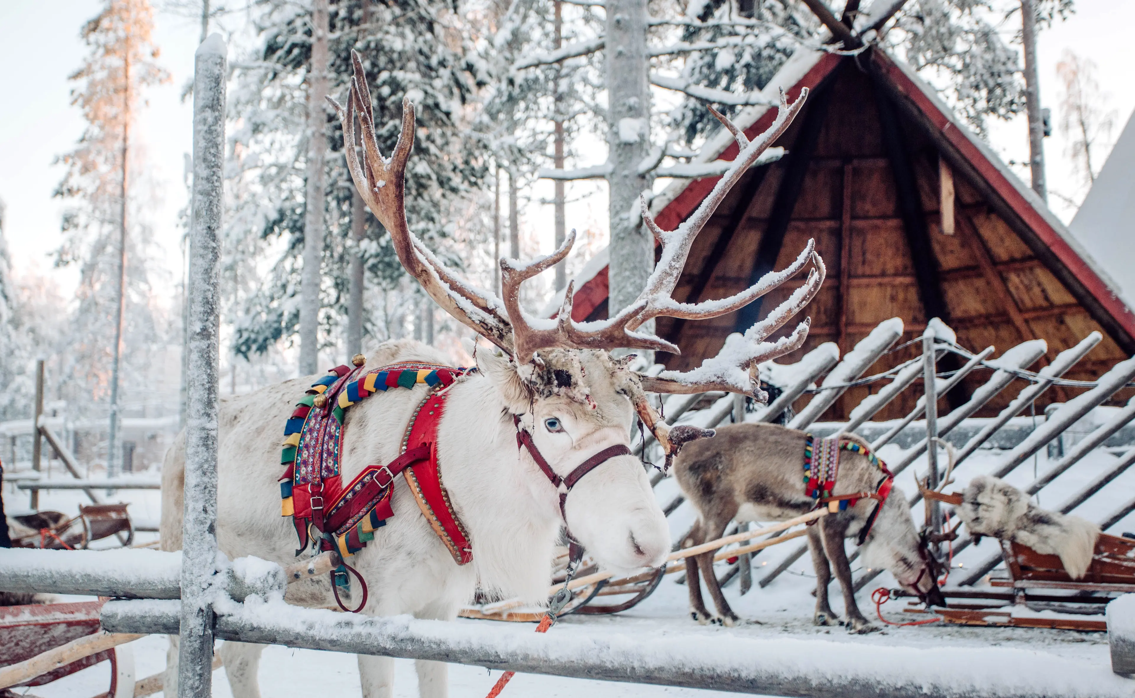 Deer with sledge in winter forest