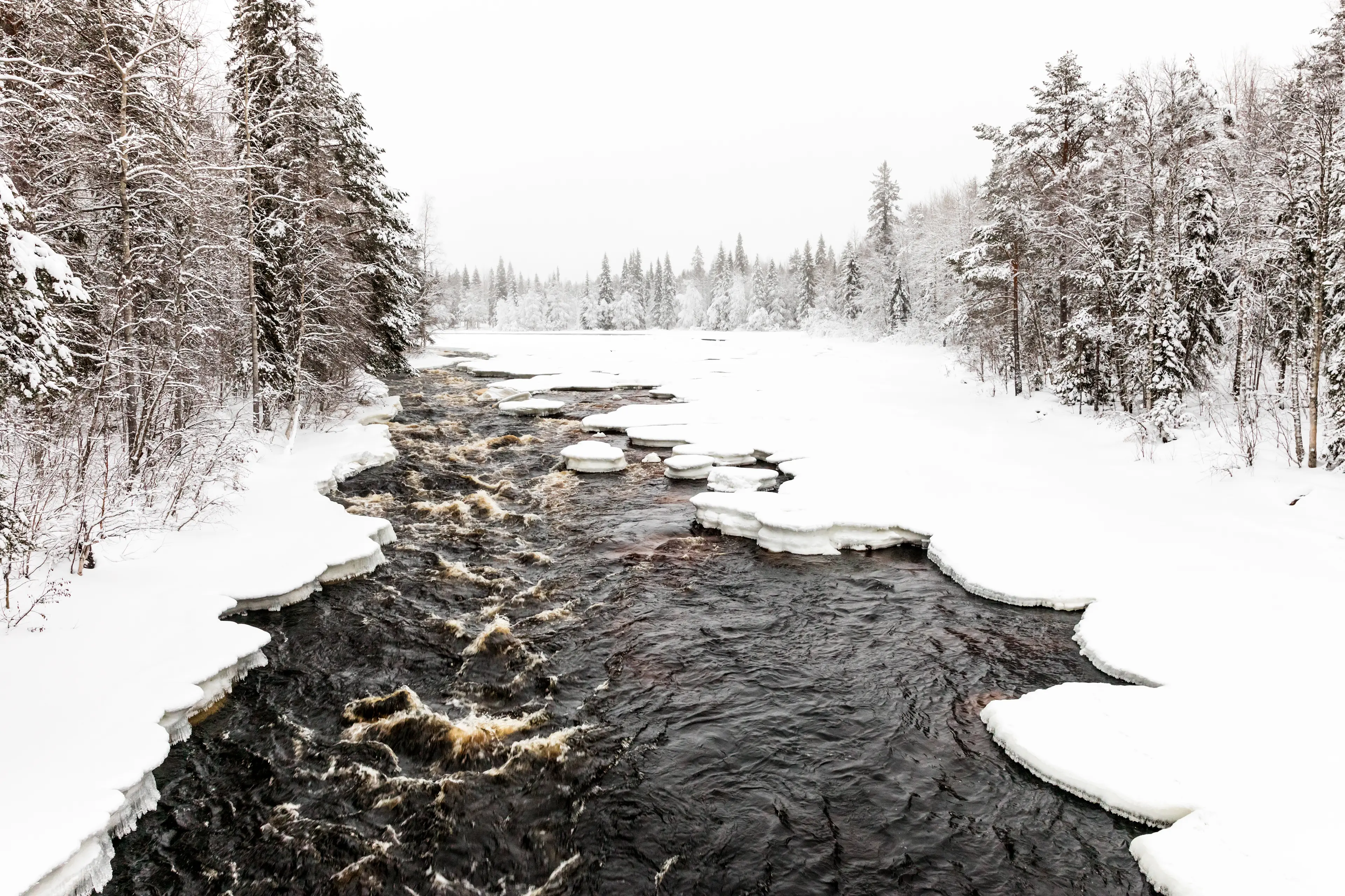 Forest and The Raudanjoki river