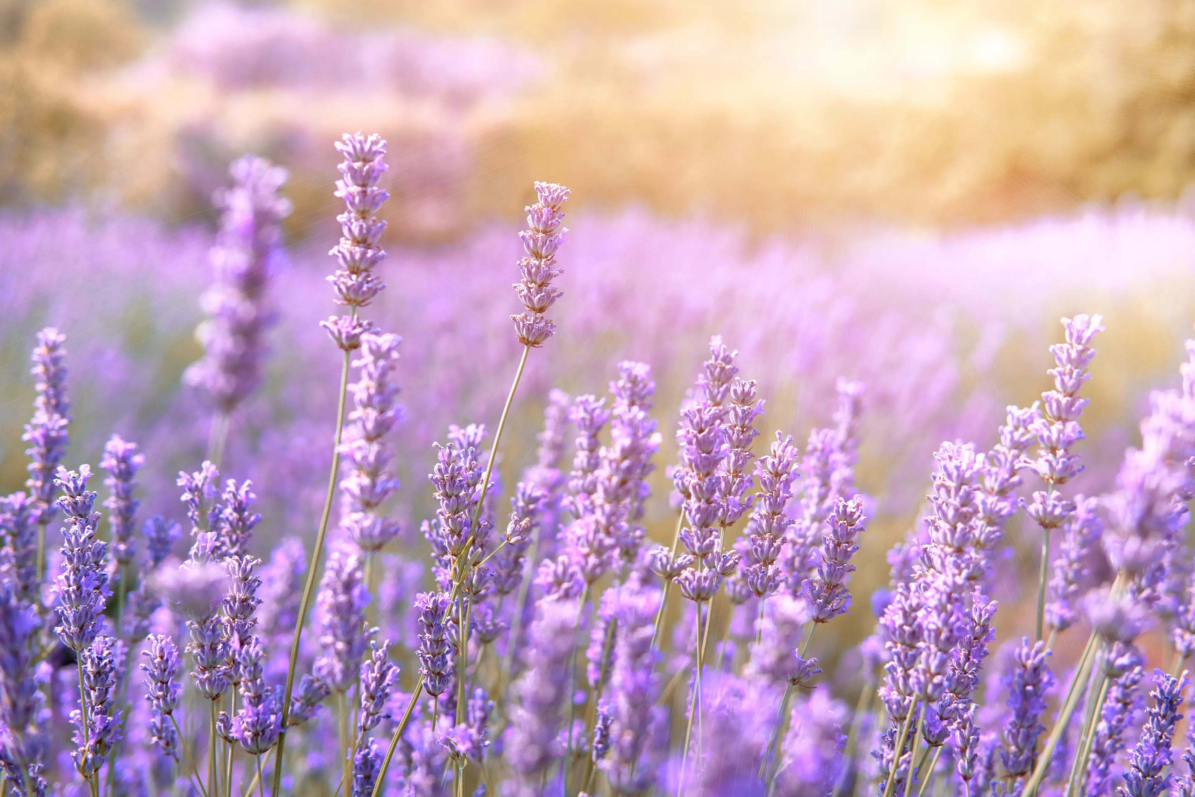 Mountain lavender field