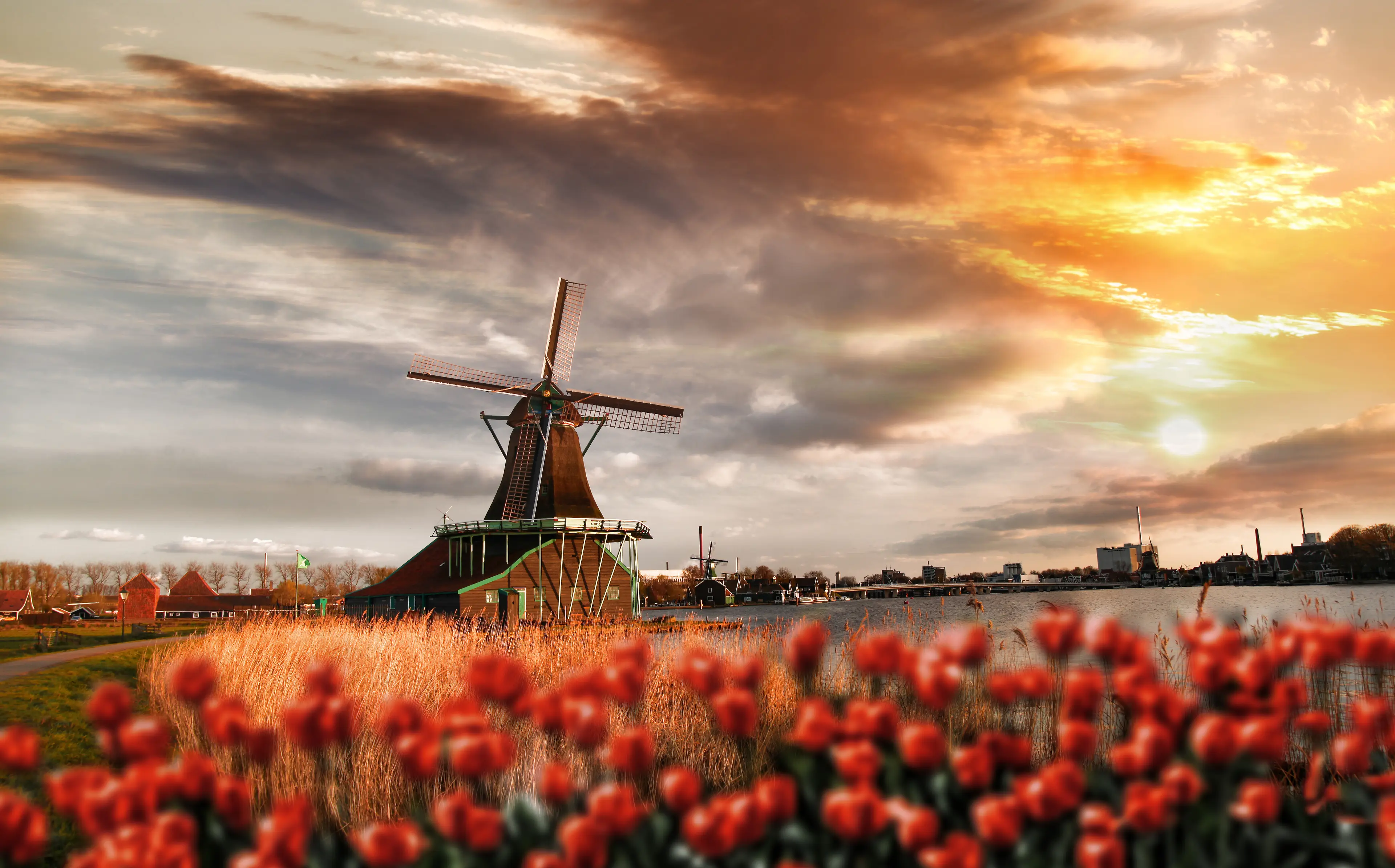 Dutch windmills with red tulips