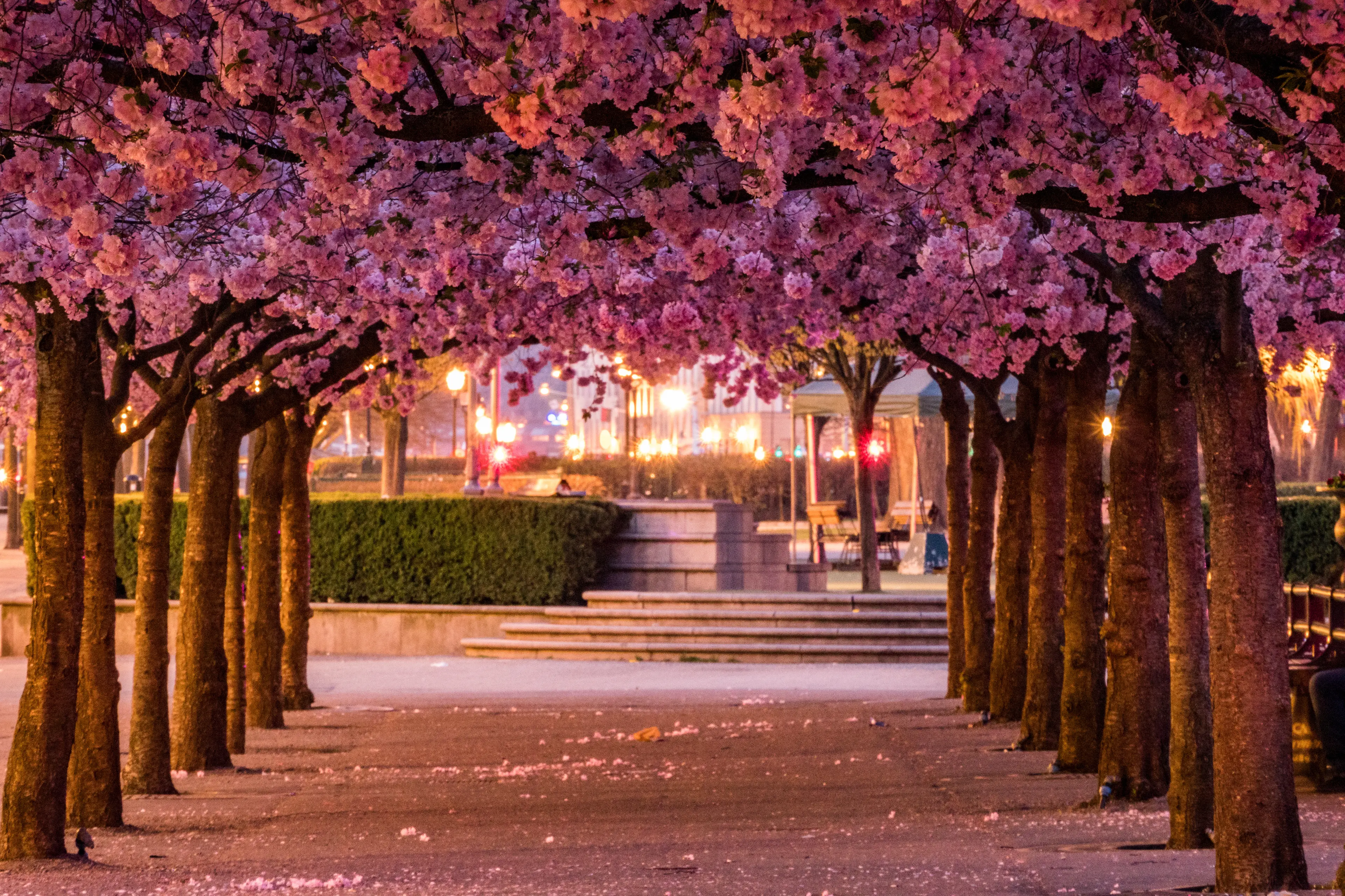 The cherry blossoms in the Kungstradgarden park or Kingäs Garden The cherry blossoms in the Kungstradgarden park or Kingäs Garden
