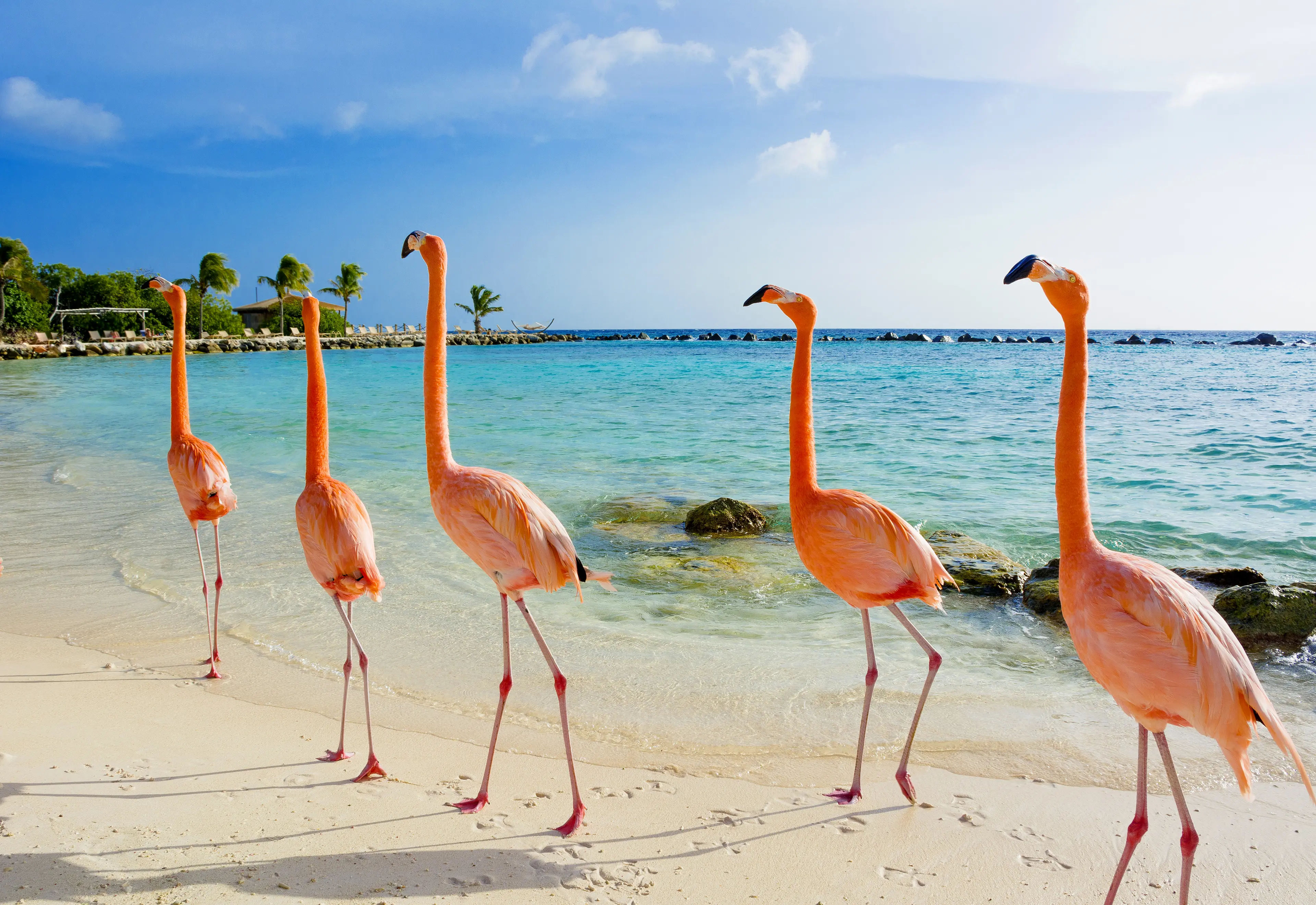 Flamingo on the beach
