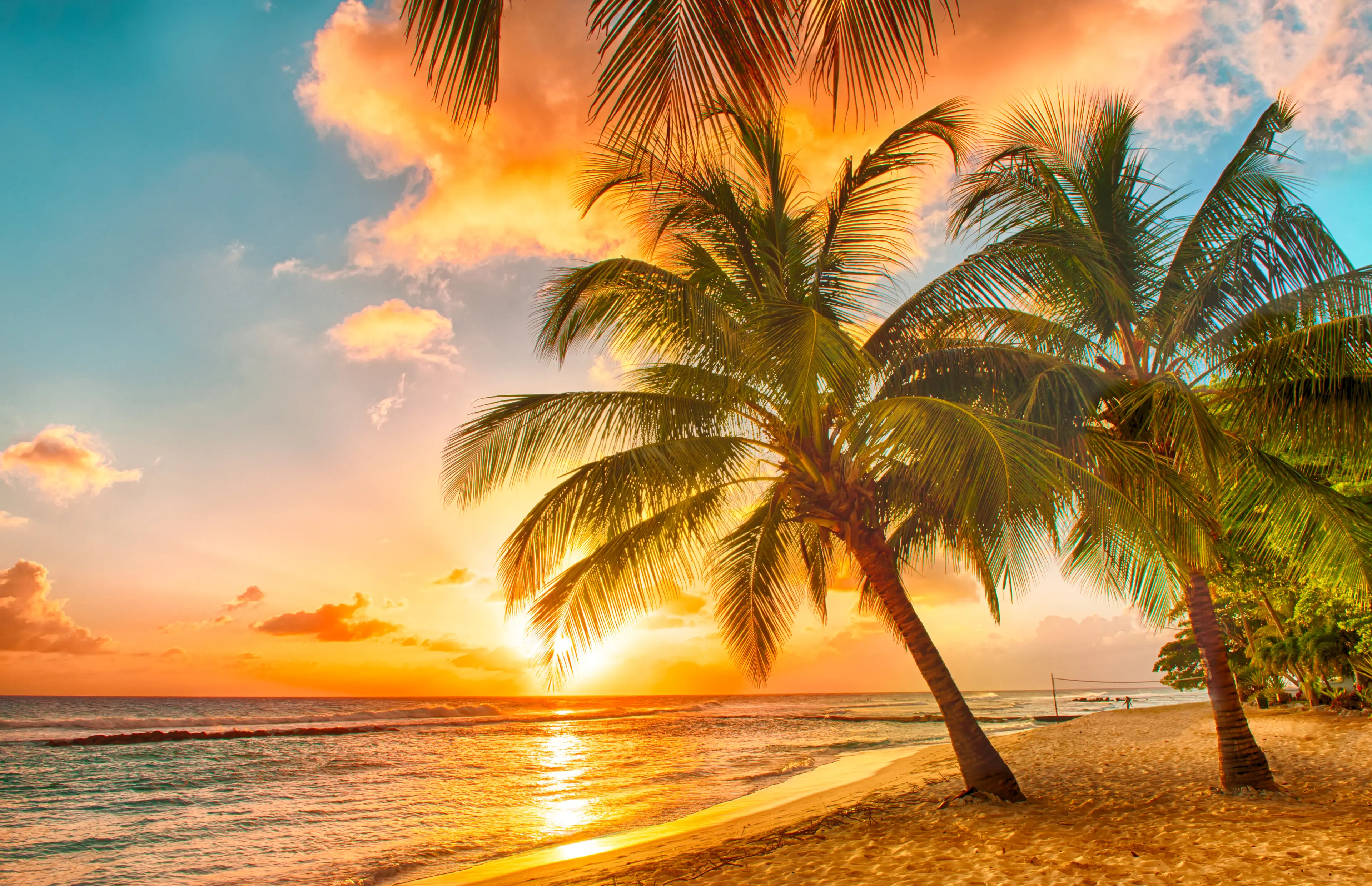 A Caribbean palm tree beach