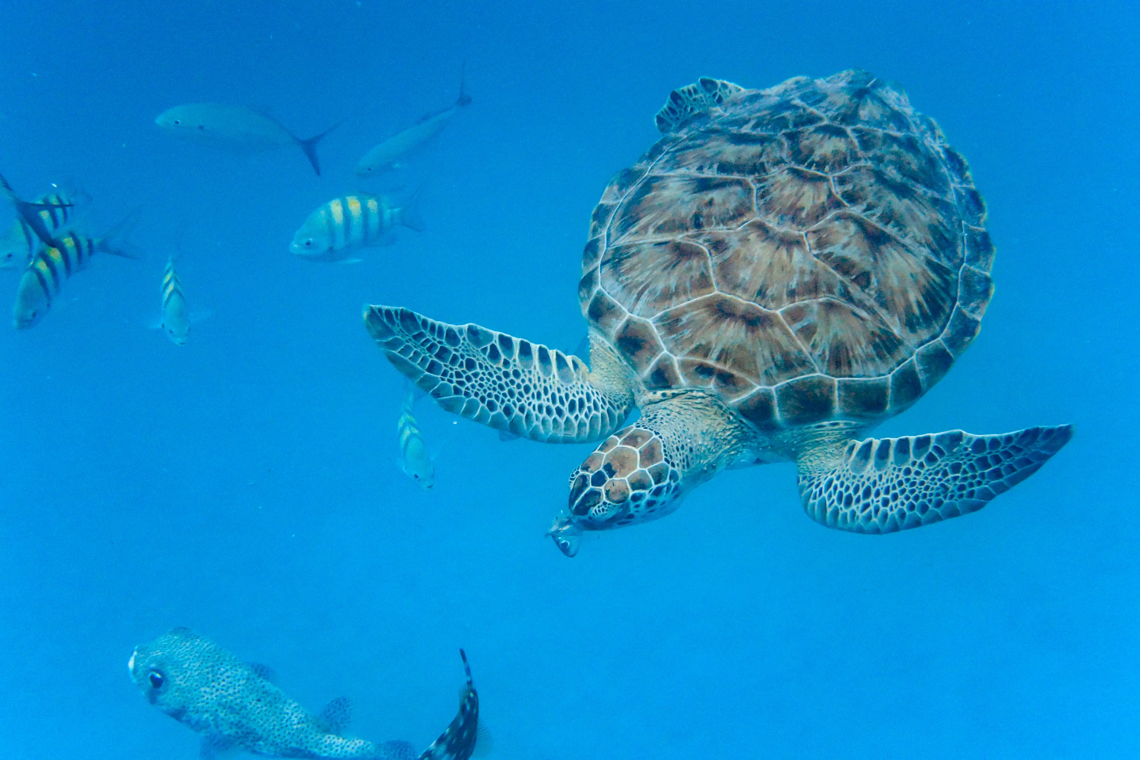 Underwater shot of a sea turtle feeding among fish