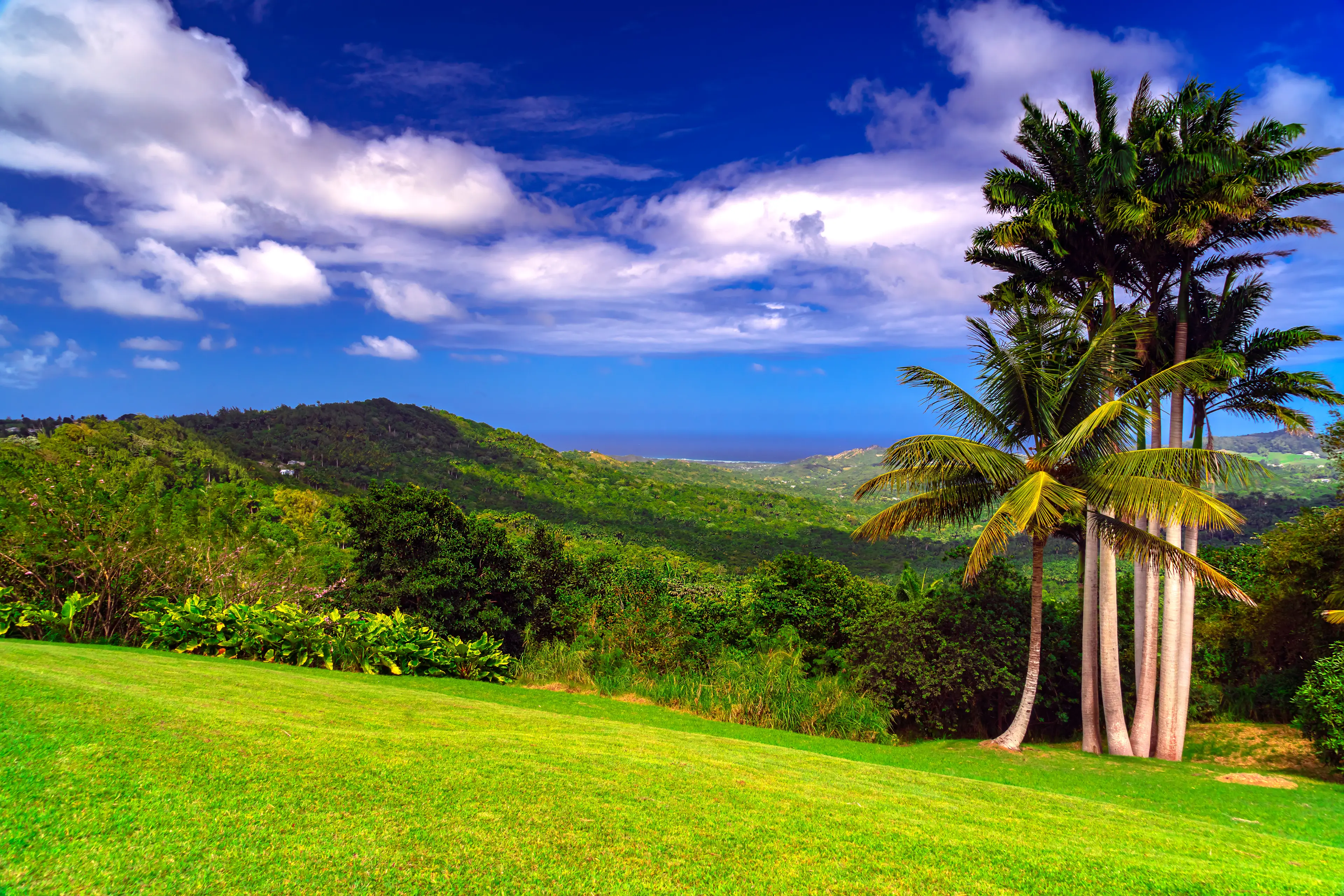 Green scenery with palm trees