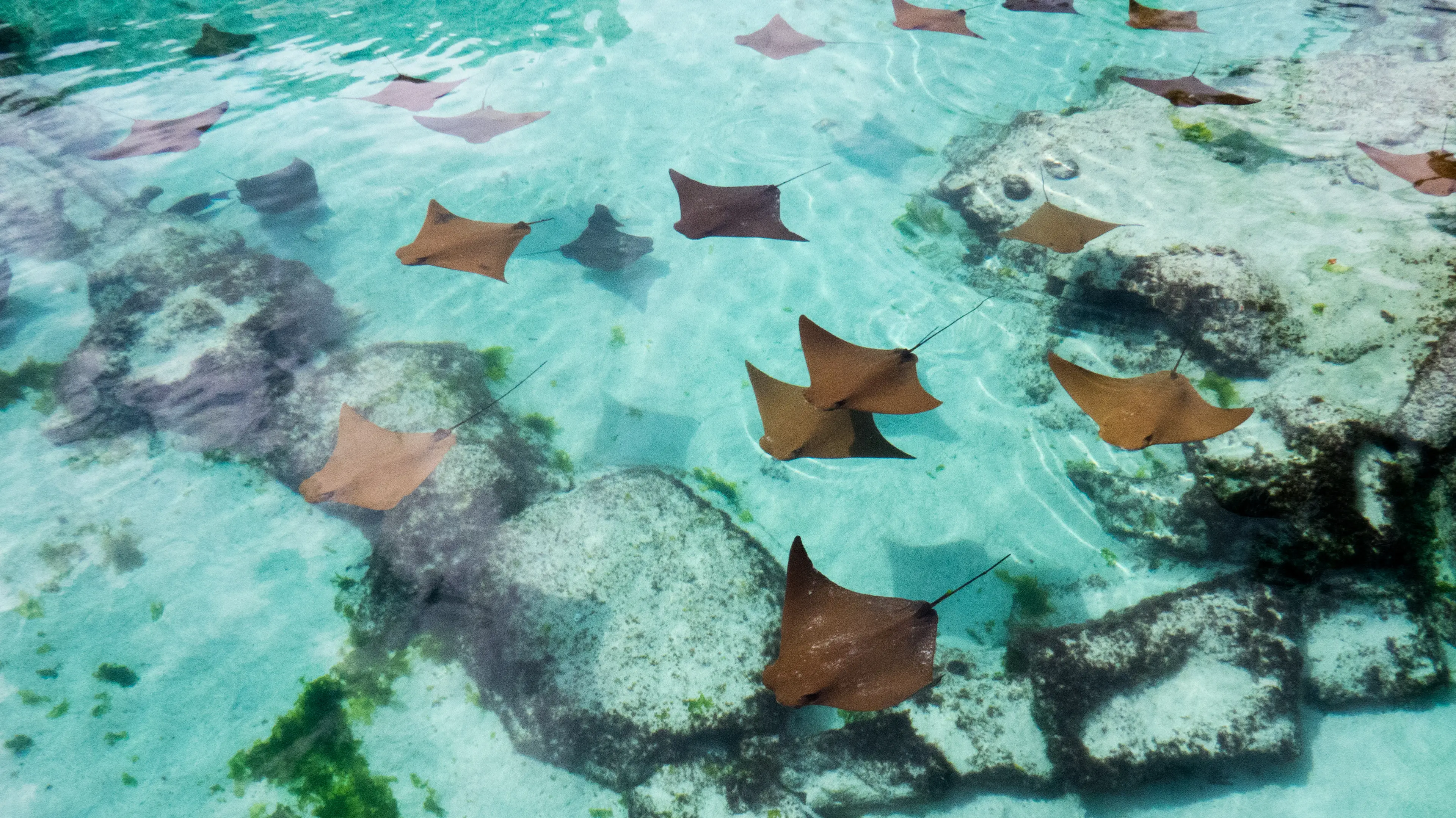 A fever of stingrays swimming A fever of stingrays swimming