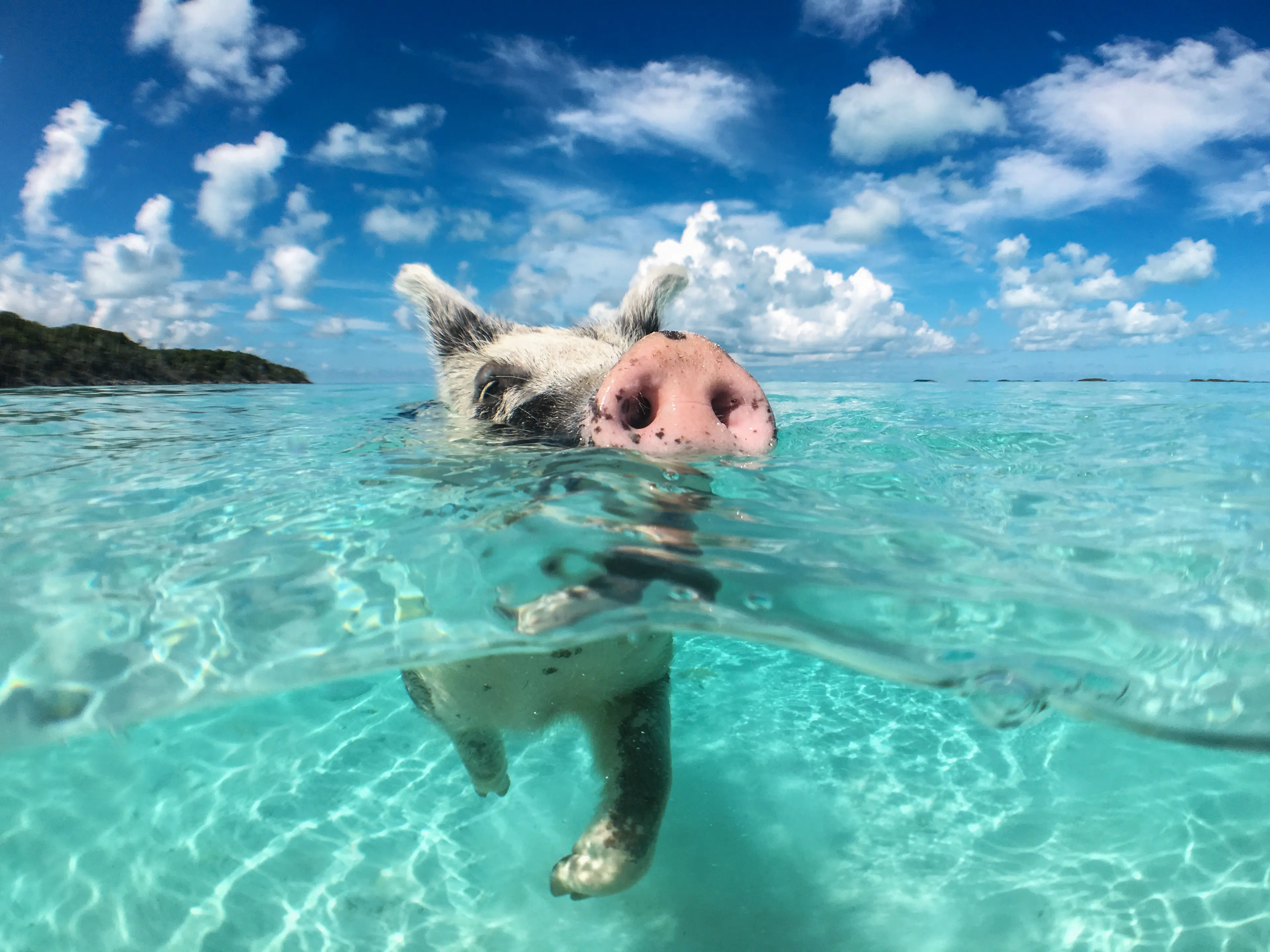 A wild pig swimming on the Big Majors Cay island