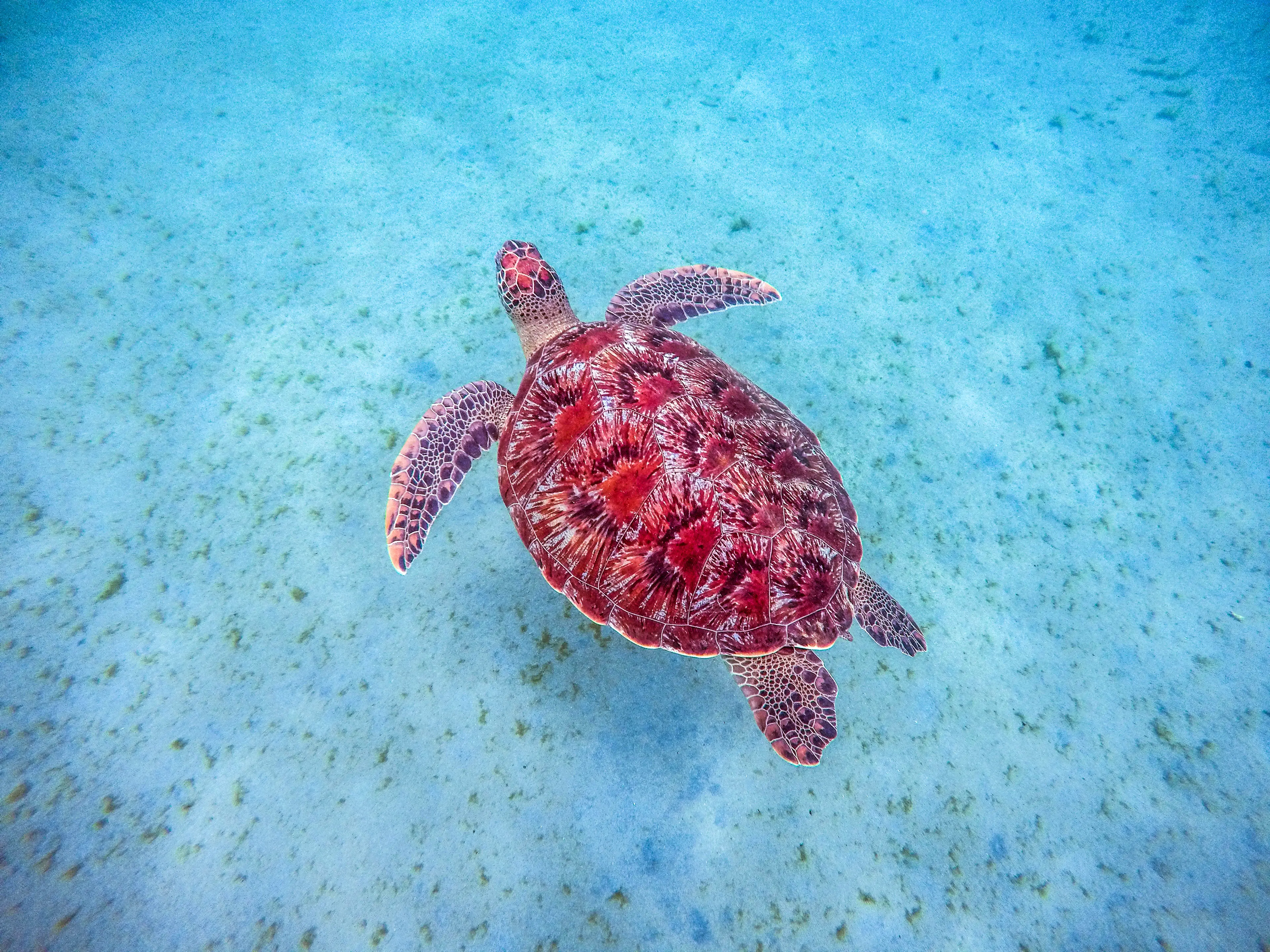 Turtle snorkeling in the caribbean islands