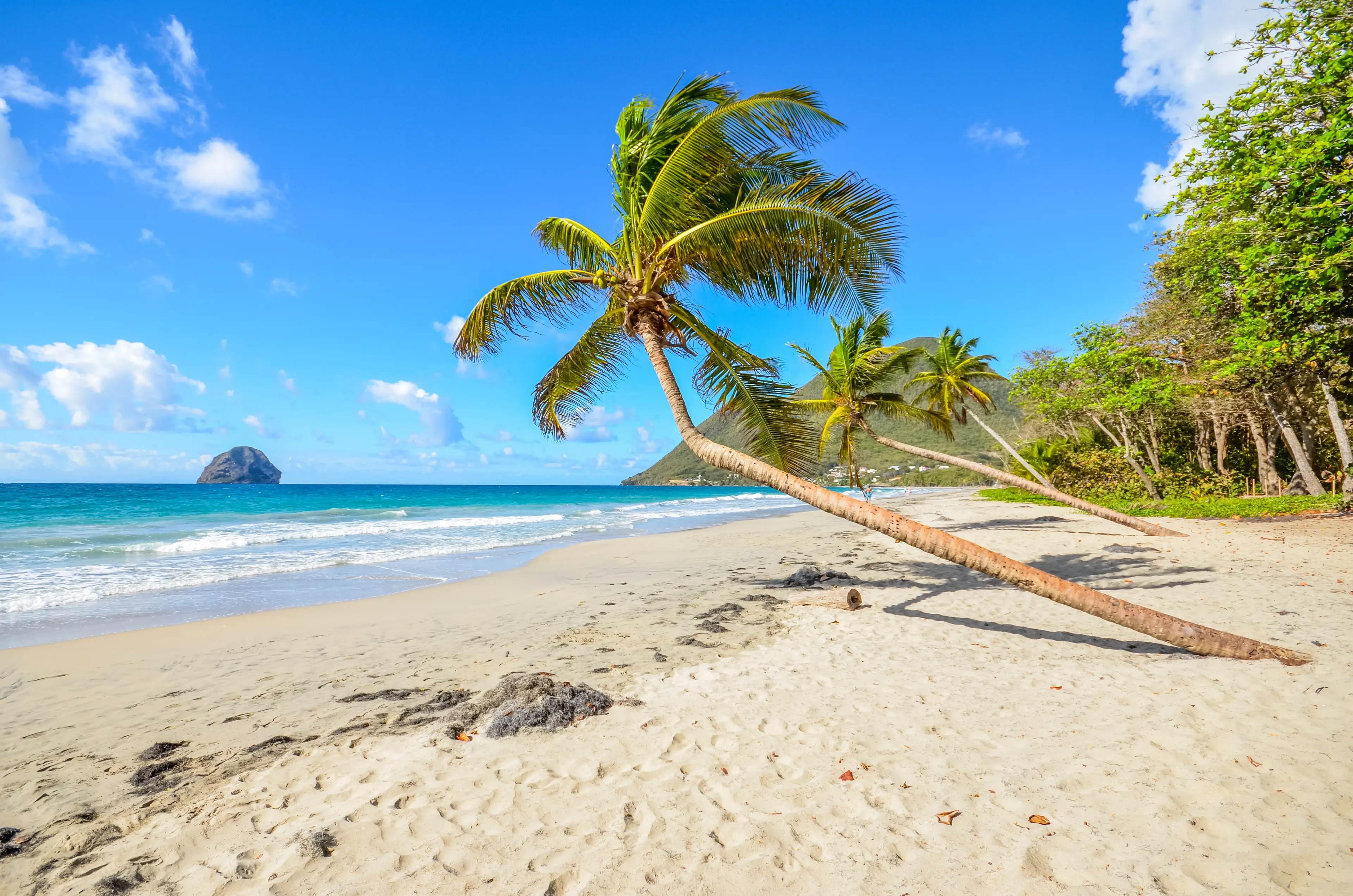 Beach coconut tree Beach coconut tree
