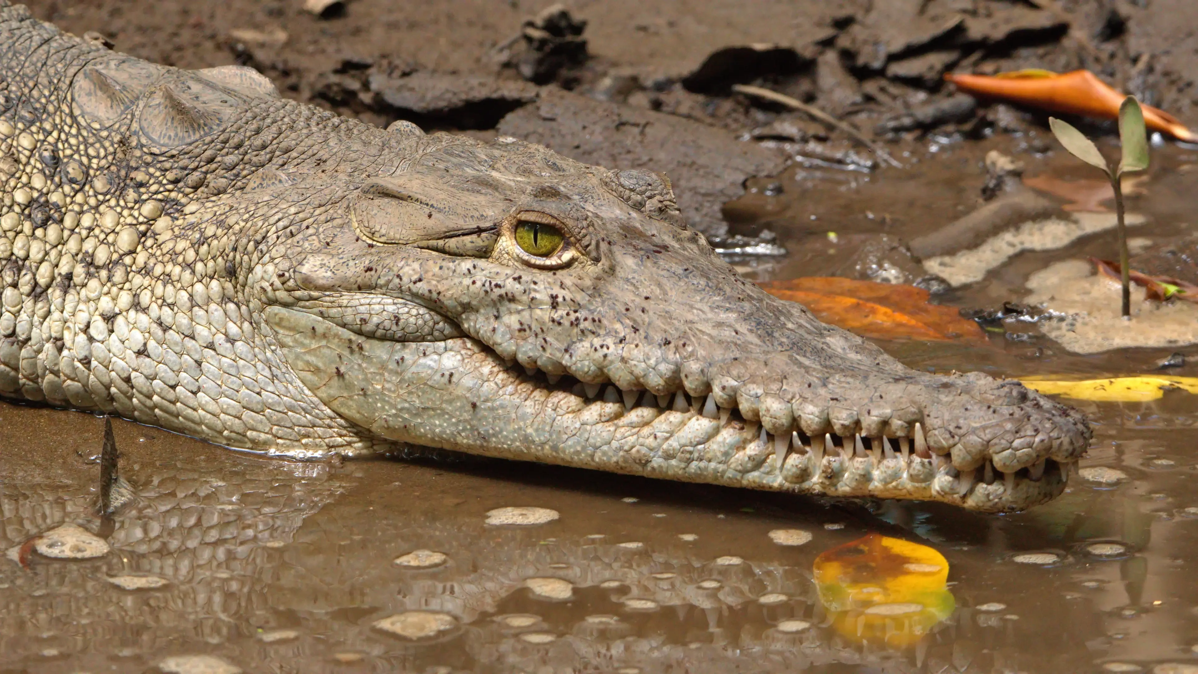 American crocodile (Crocodylus acutus) in the Tamarindo Wildlife Refuge