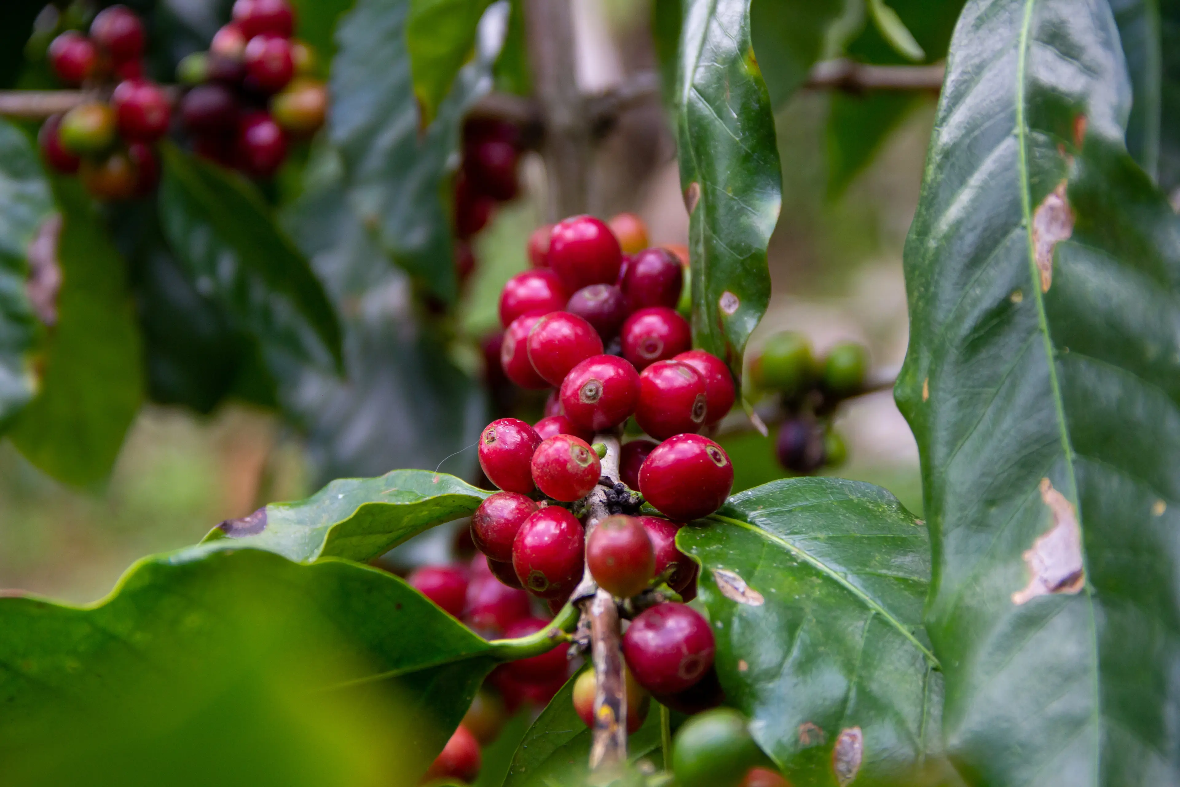Early-stage coffee beans growing on a tree