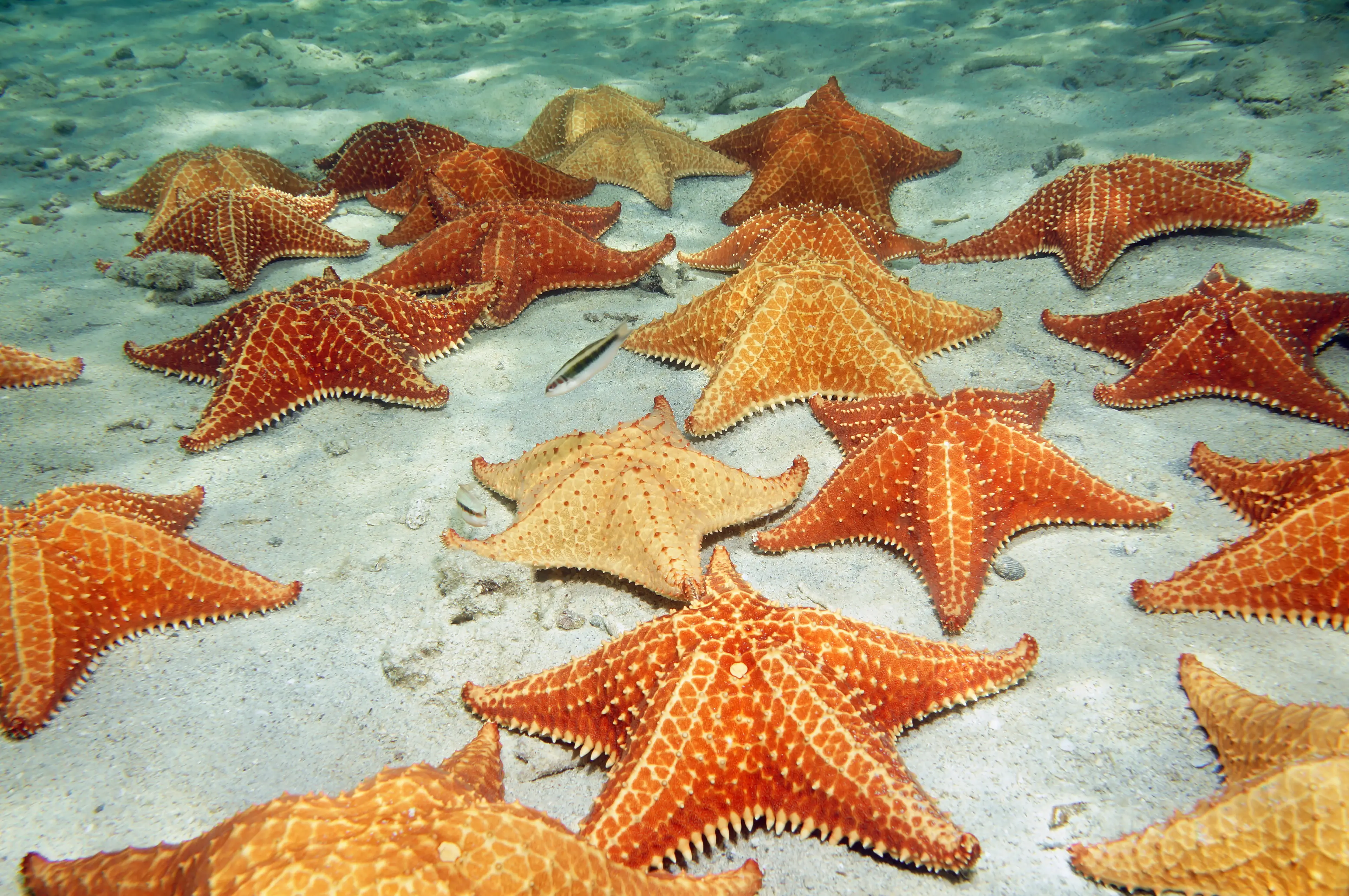 Orange sea stars on sandy ocean floor