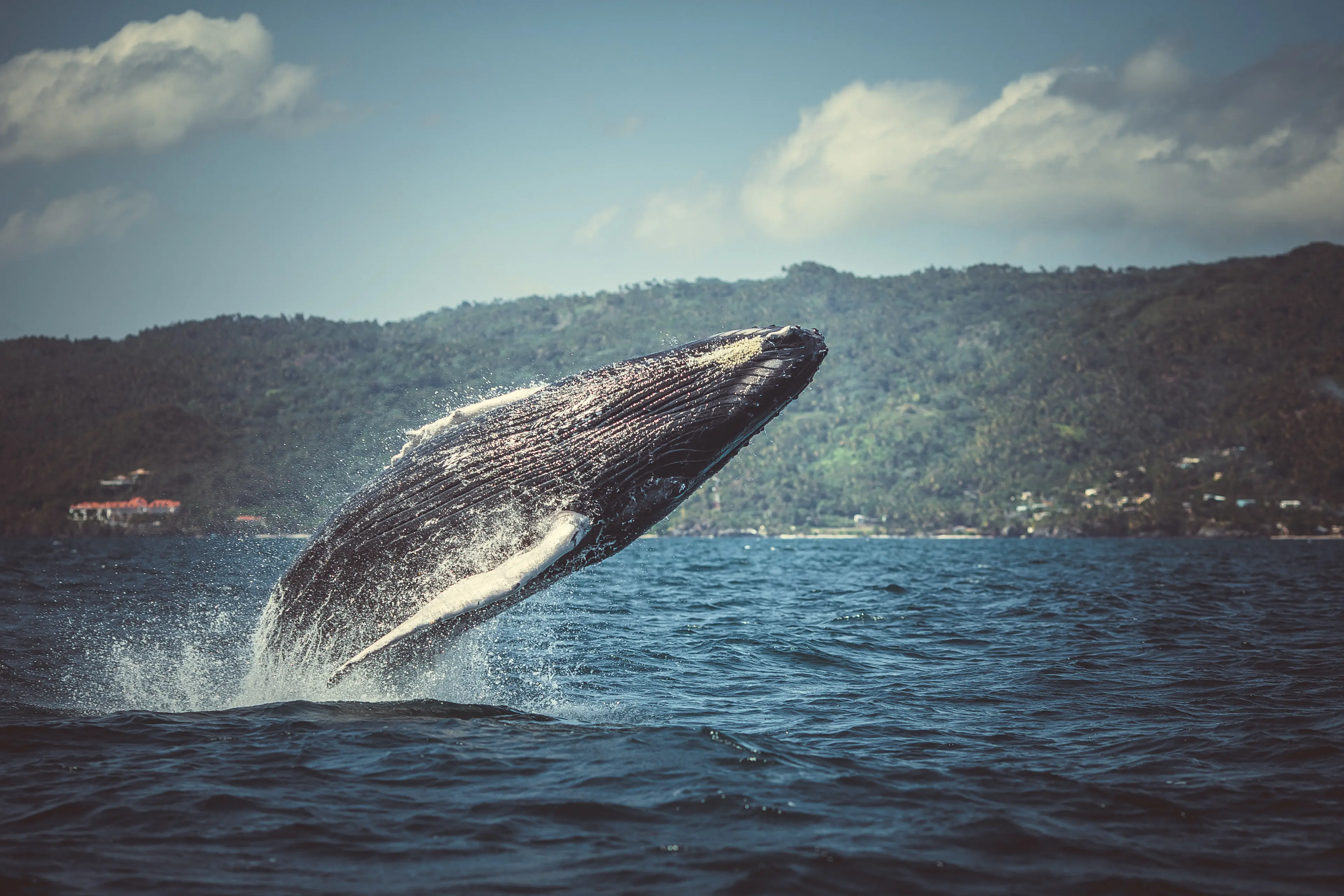 A humpback whale jumping out of the water A humpback whale jumping out of the water