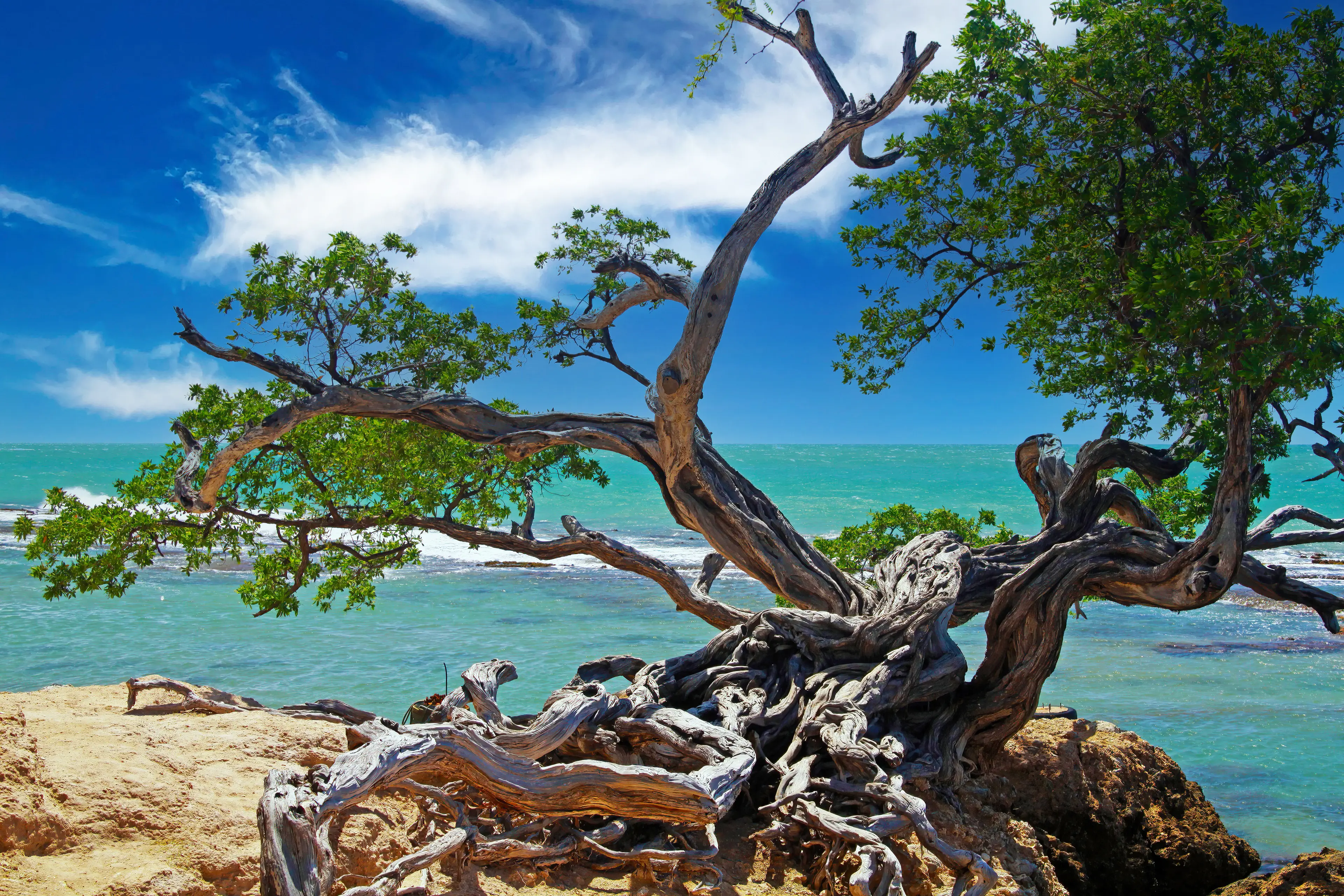 Tree with twisted roots off the coast of Treasure Beach