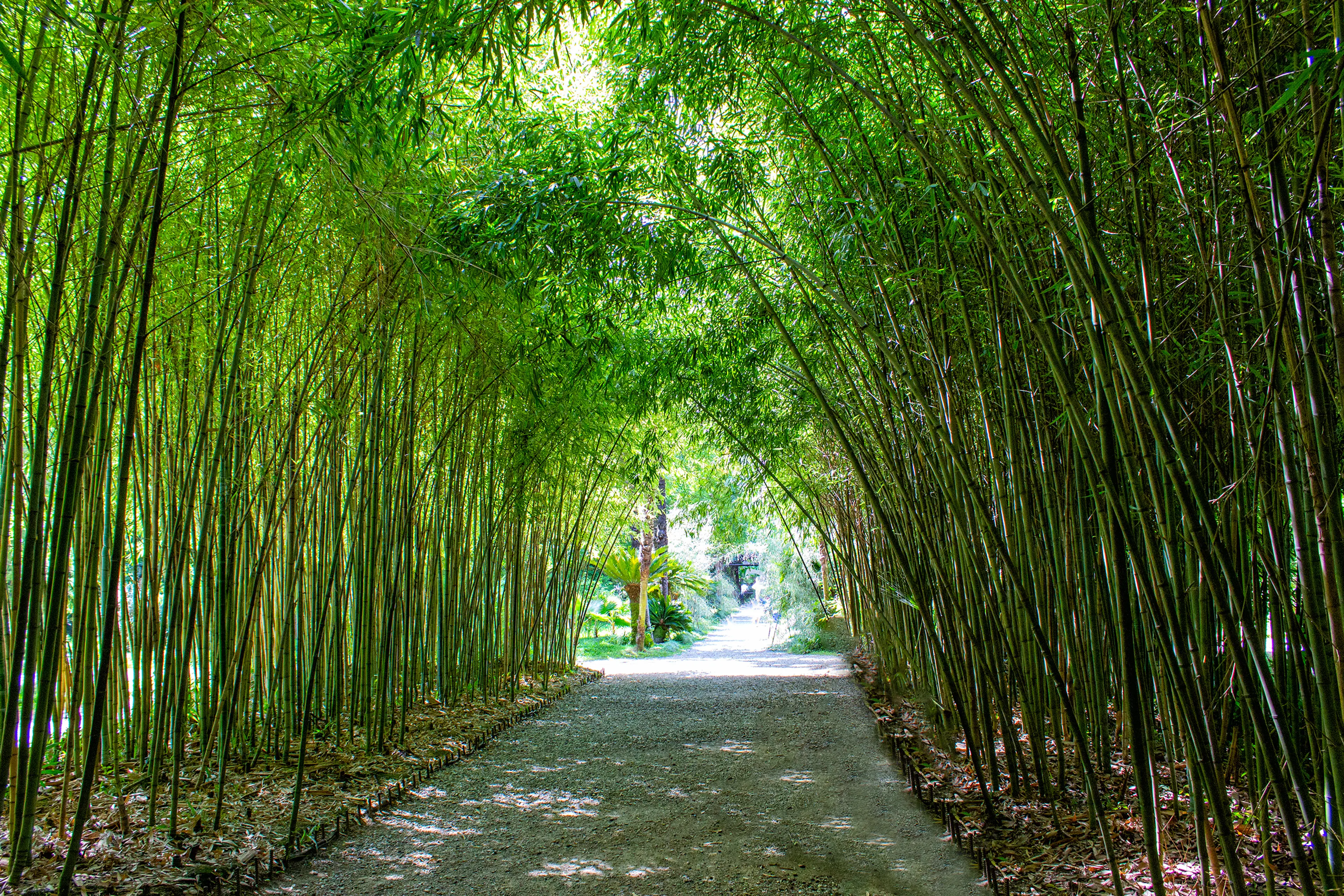 Bamboo avenue