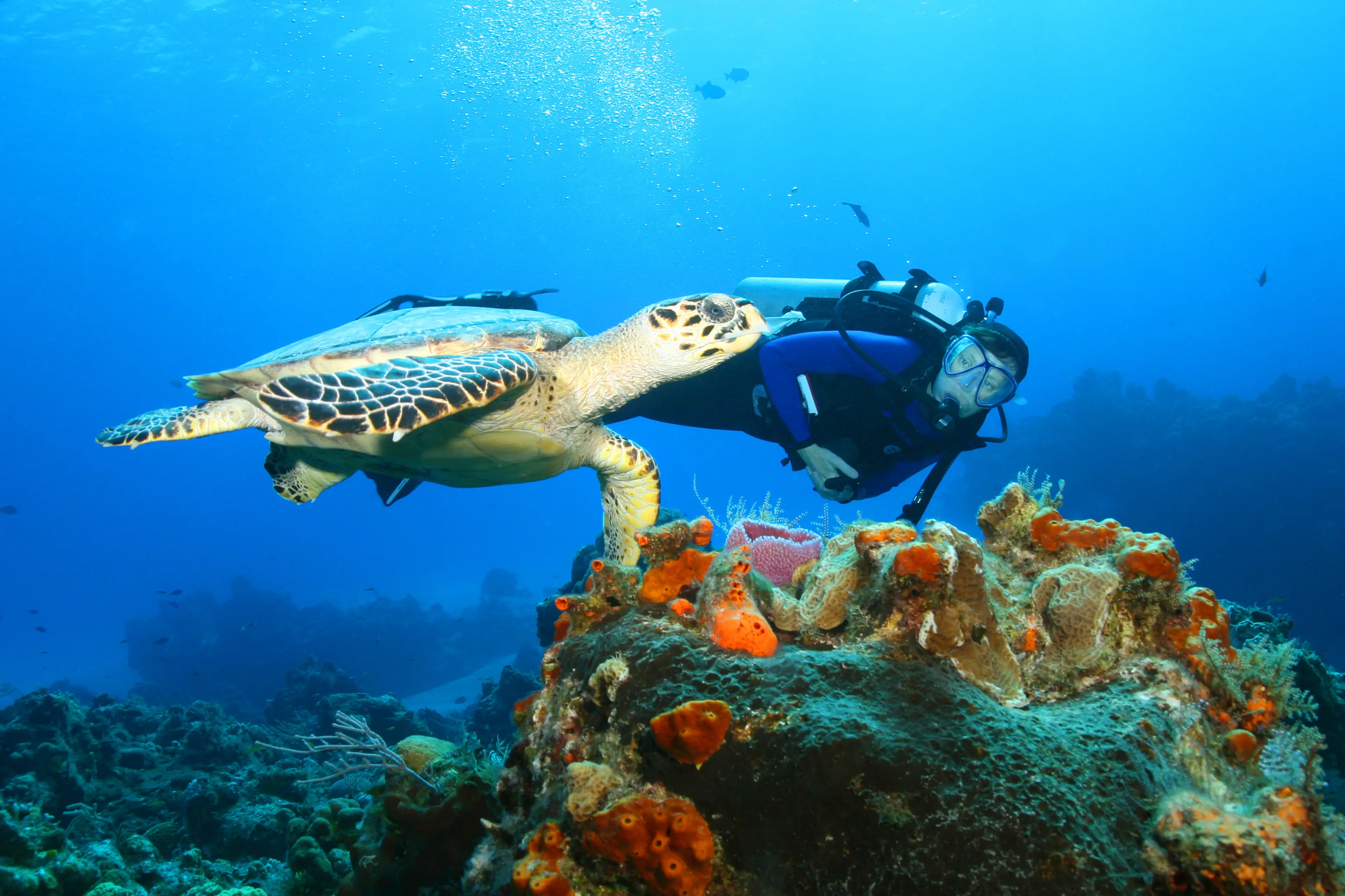 Scuba diving for turtle spotting