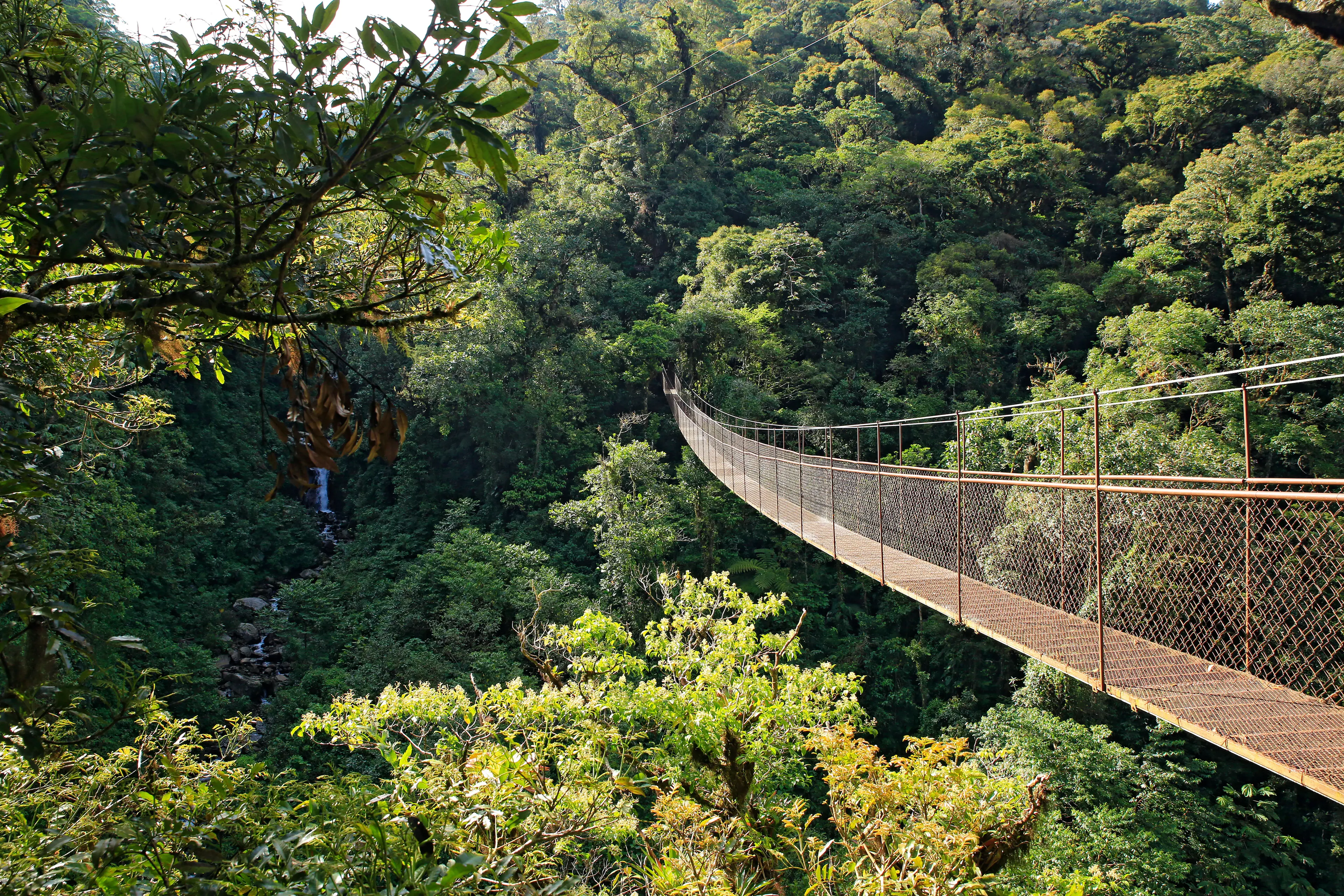 Canopy Tree Trek Canopy Tree Trek
