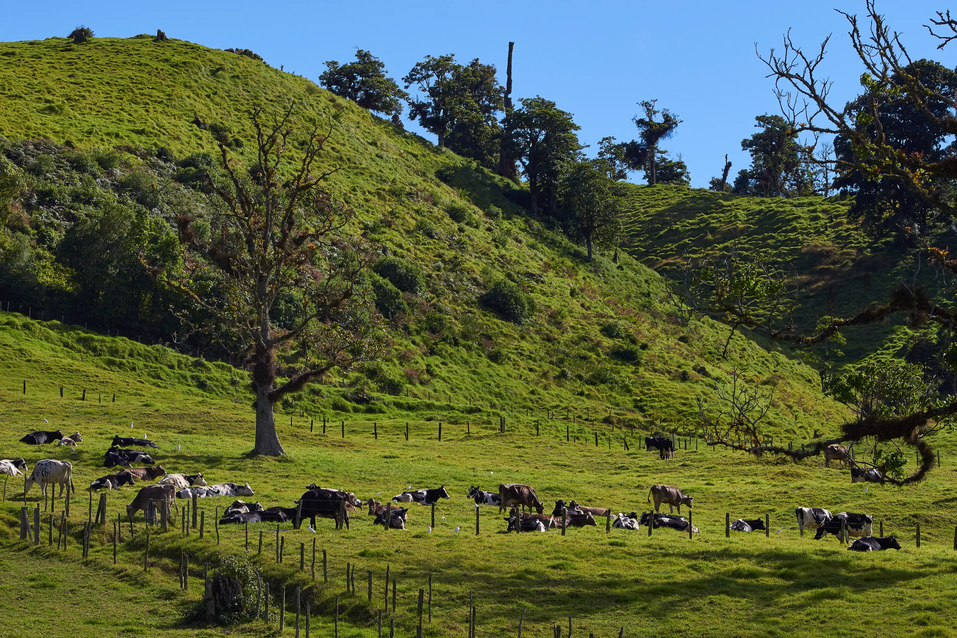 Cows in green pastures